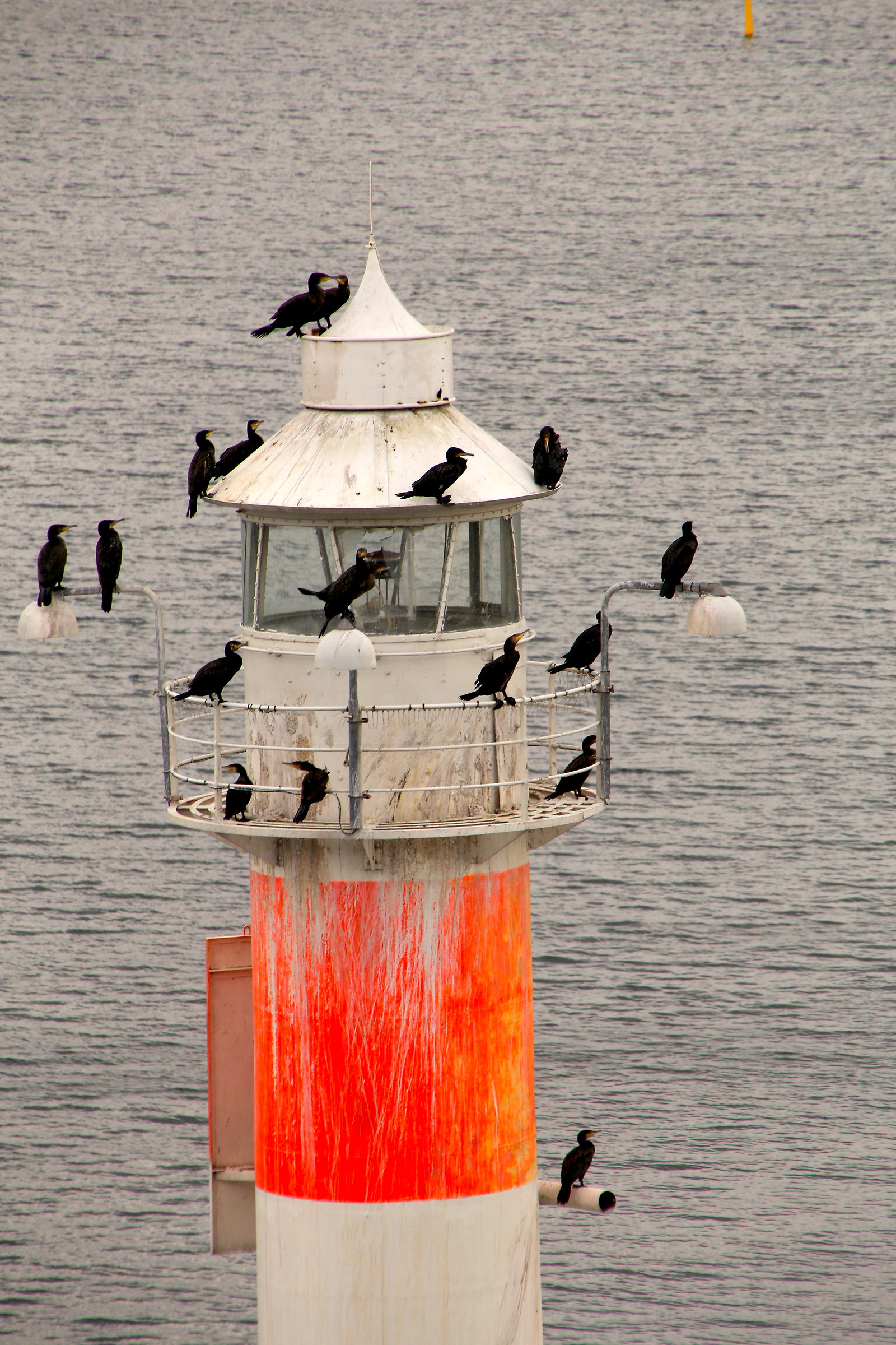 La casa dei Cormorani.