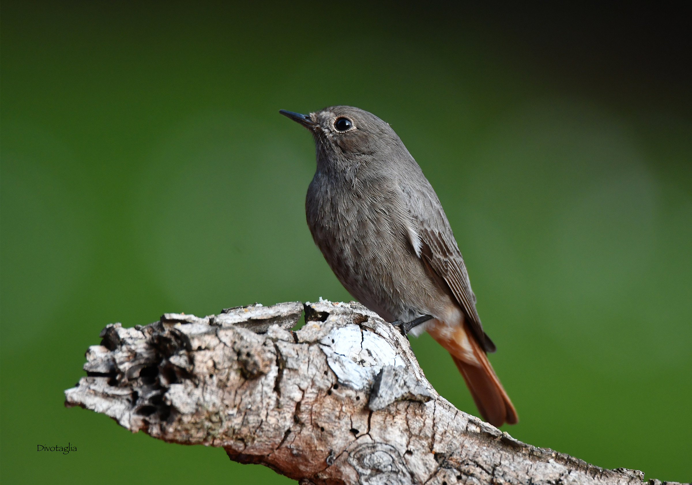 Black redcoding Female