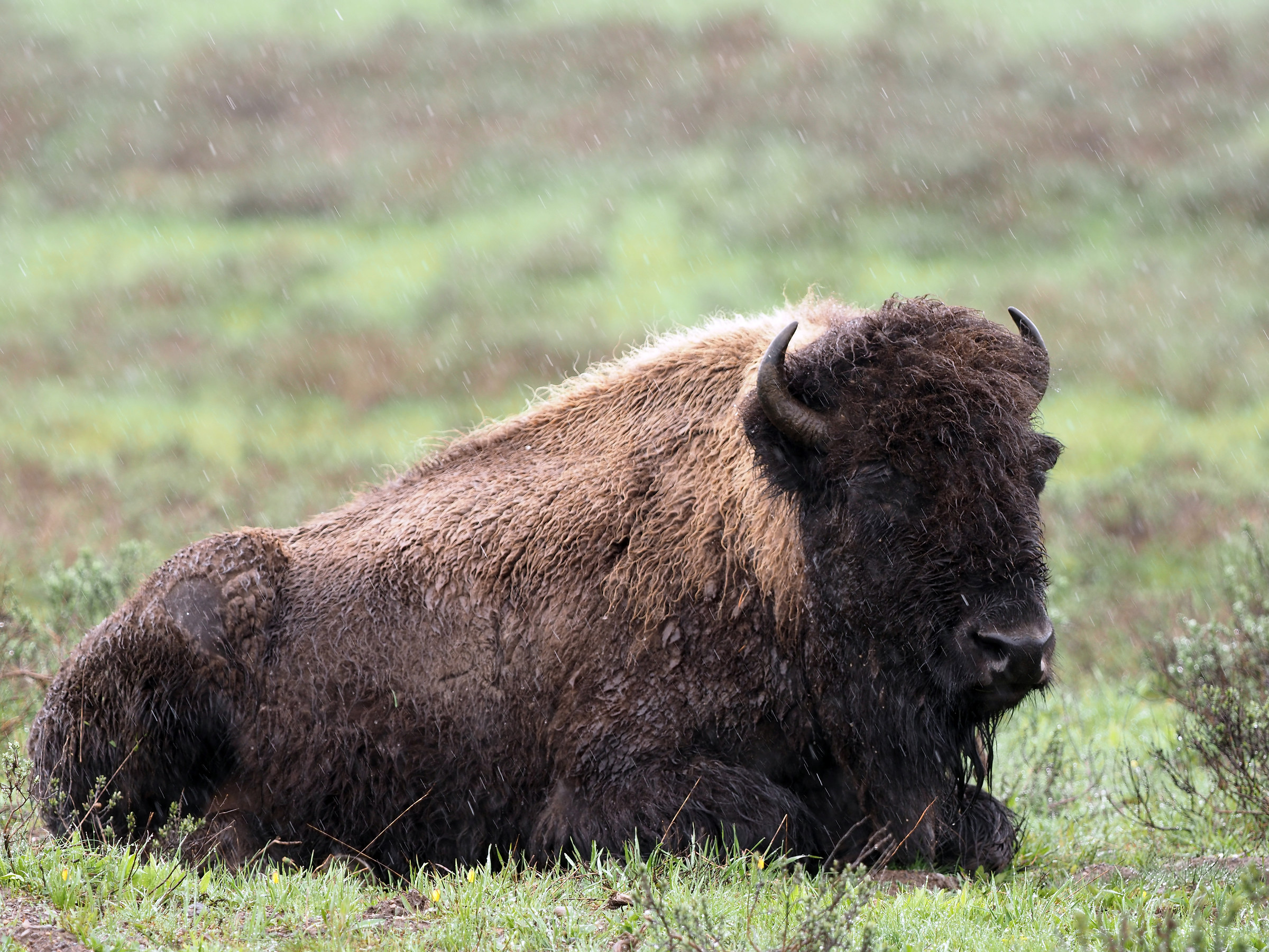 Yellowstone: wild bison under snow
