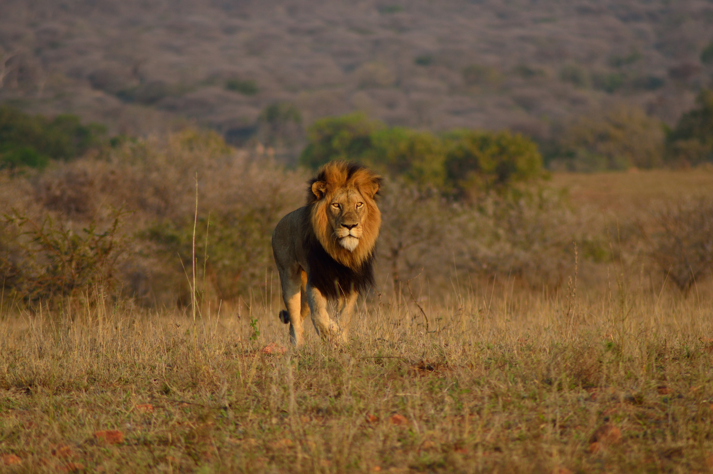 Elegance and royalty