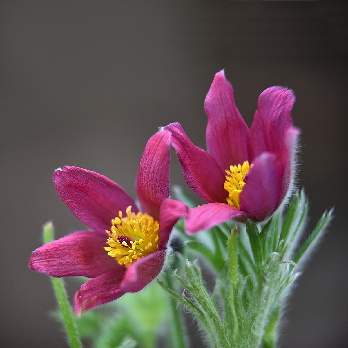 pulsatilla