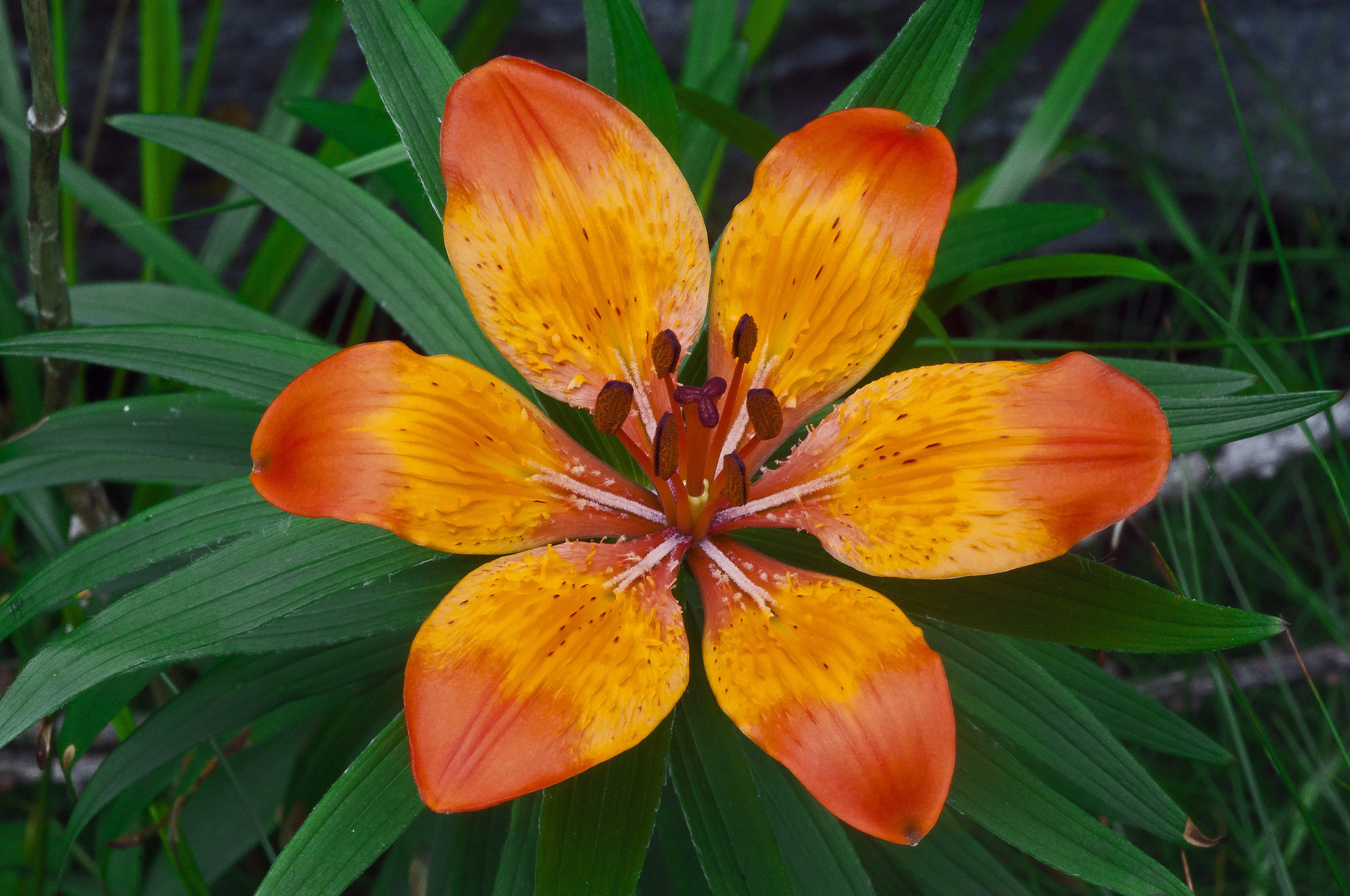 Giglio di S. Giovanni - Lilium Bulbiferum