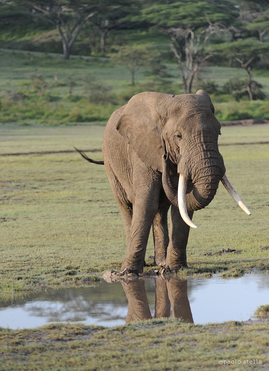 elephant in the mirror