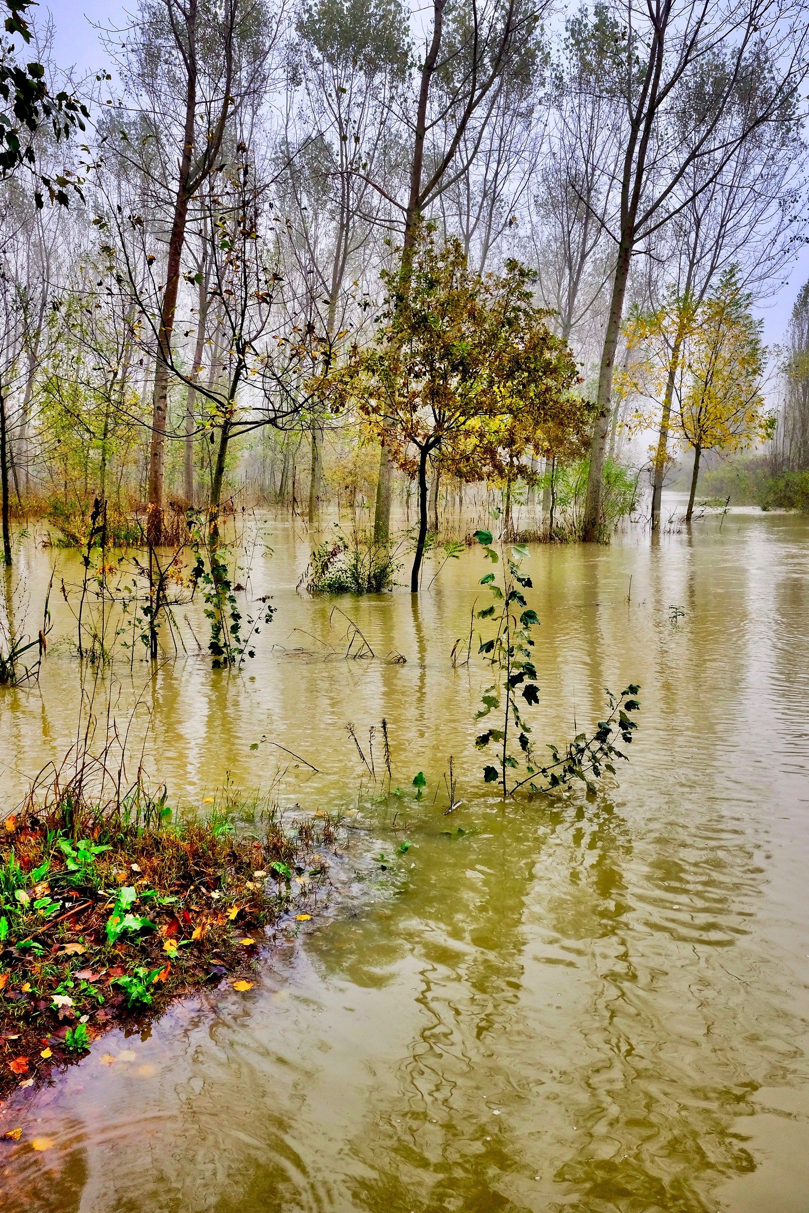 acque del Po in golena
