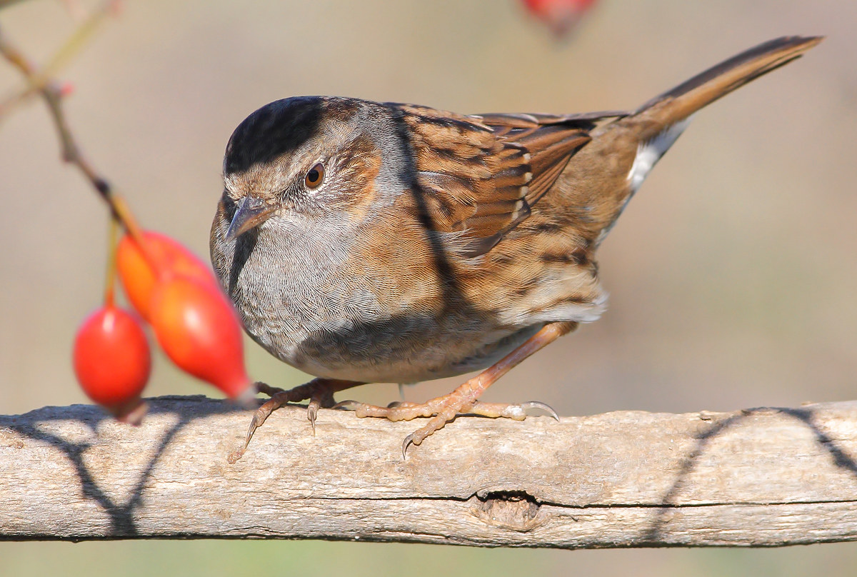 Passera Dunnock