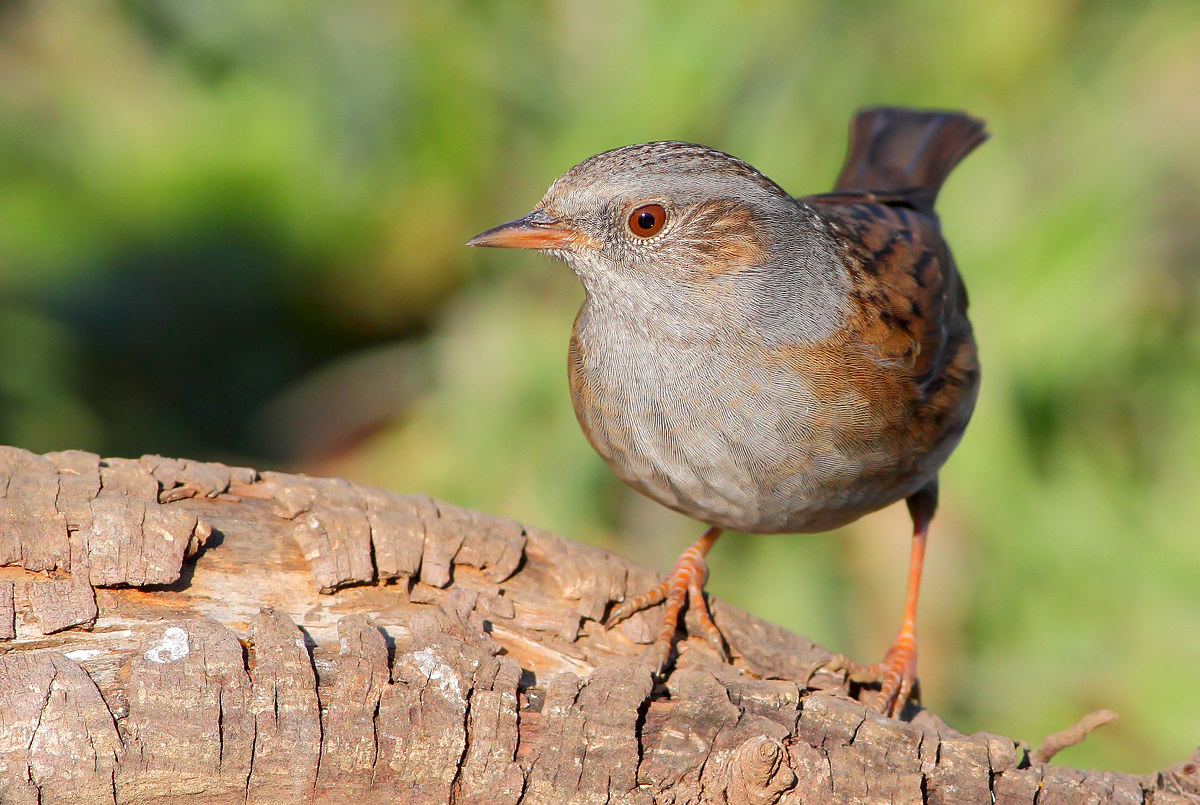 Passera Dunnock