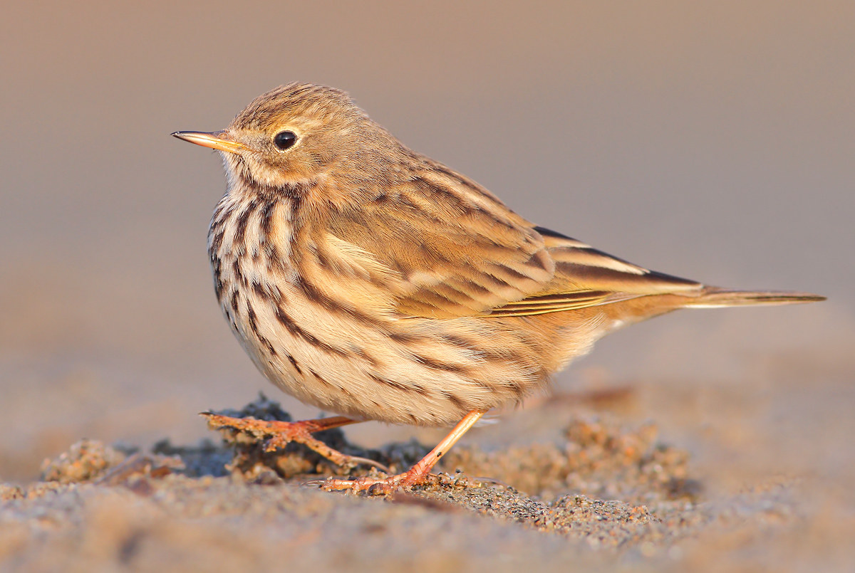 Pipit Anthus