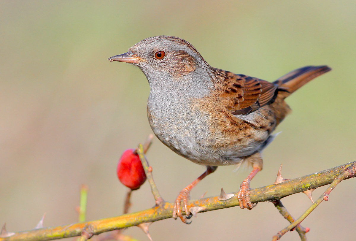 Passera Dunnock