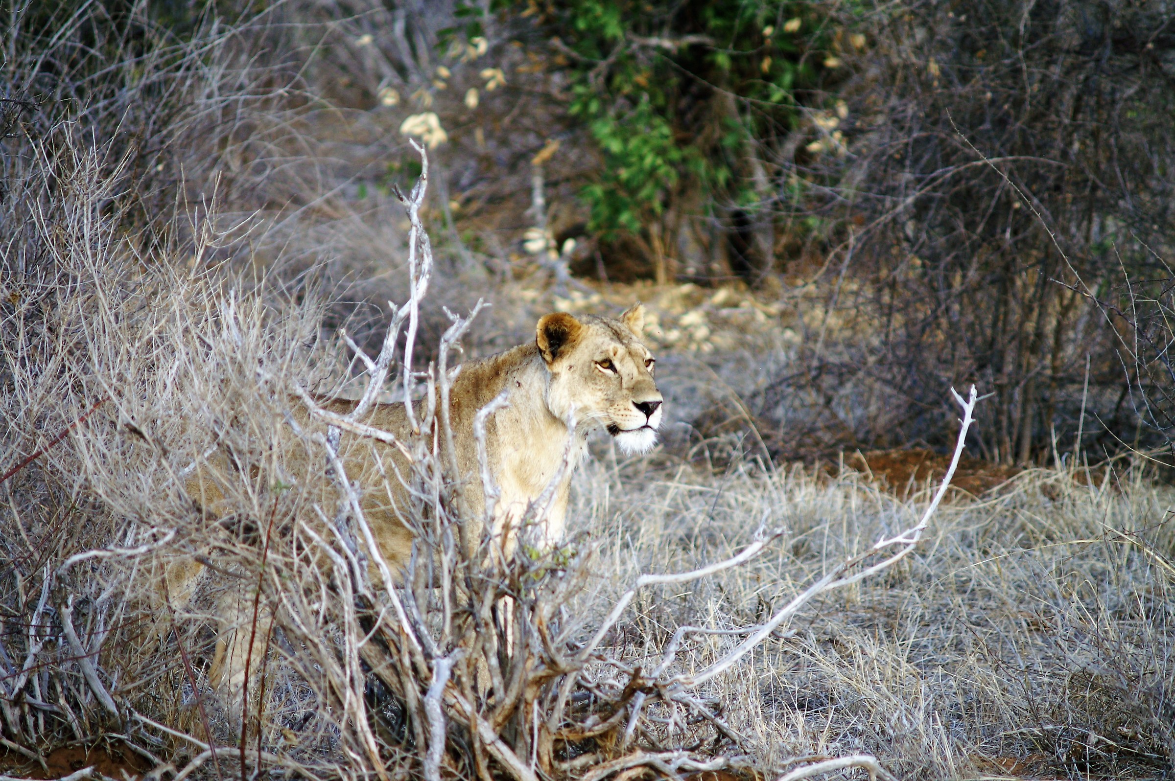 Leone