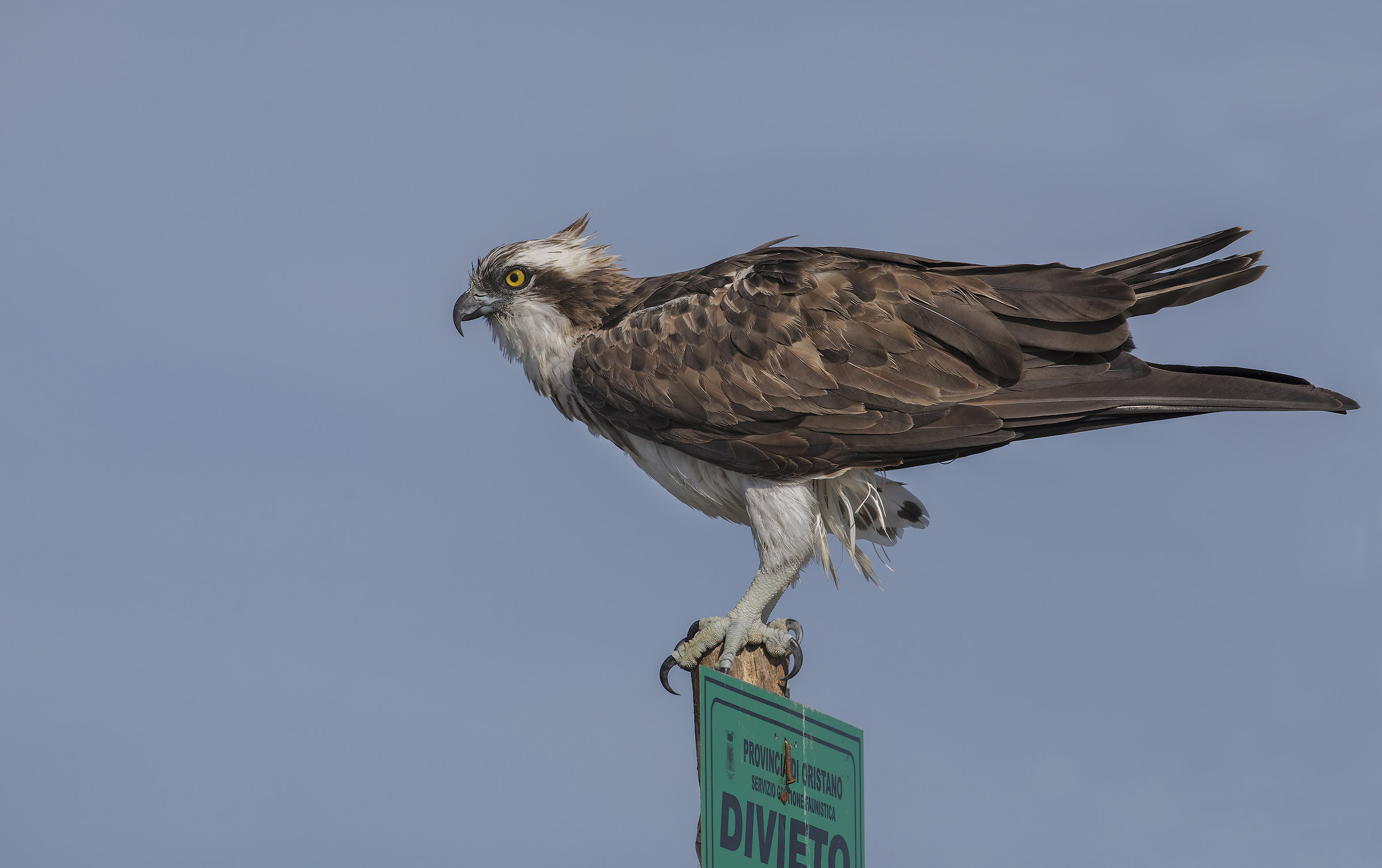l'ormai famoso pescatore
