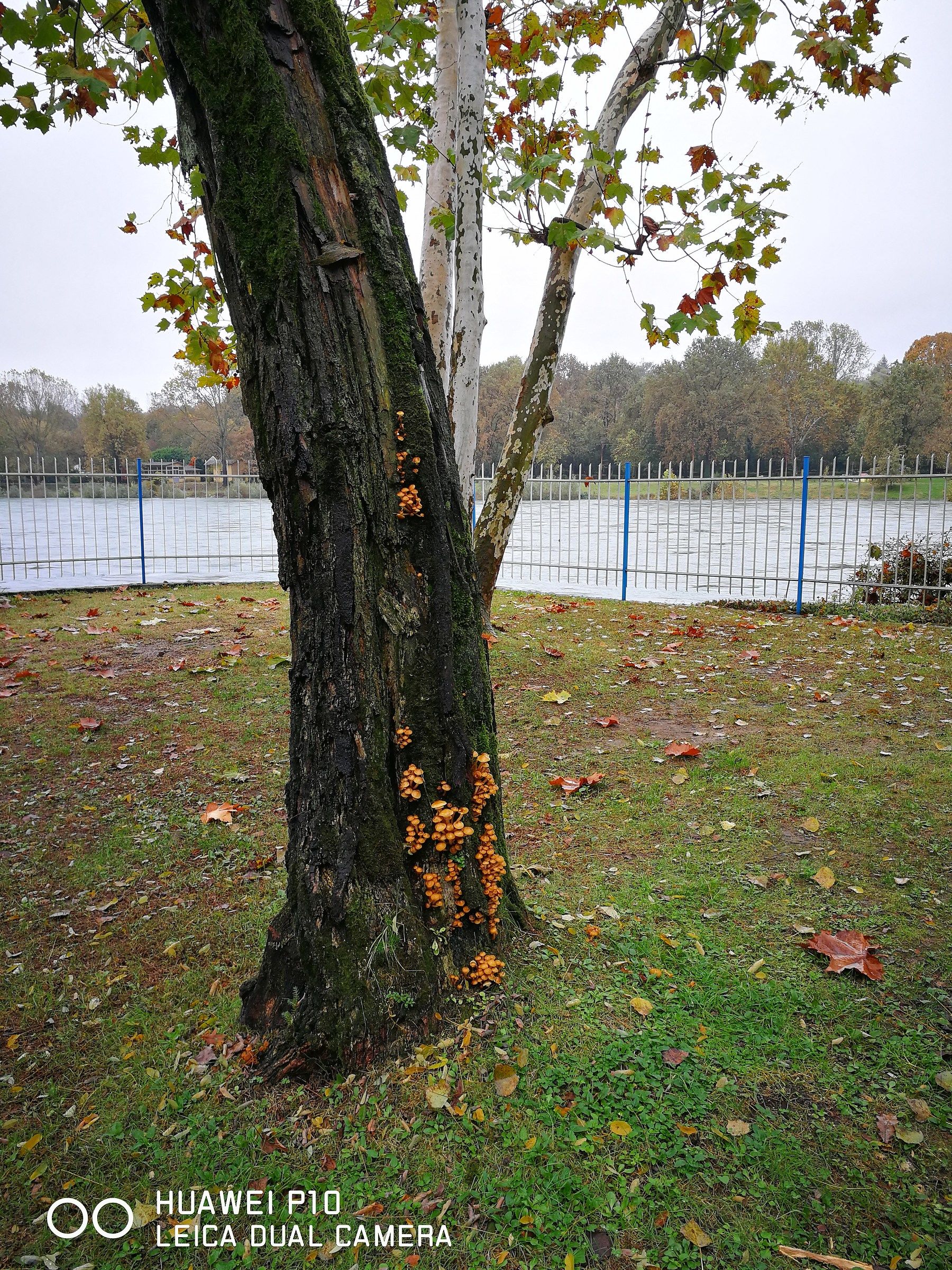 Chiodini arrampicatori