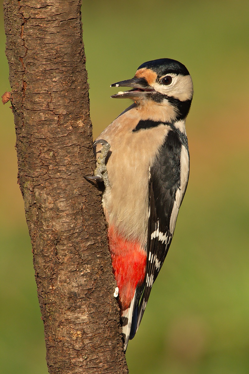 Great Spotted Woodpecker (Dendrocopos major)