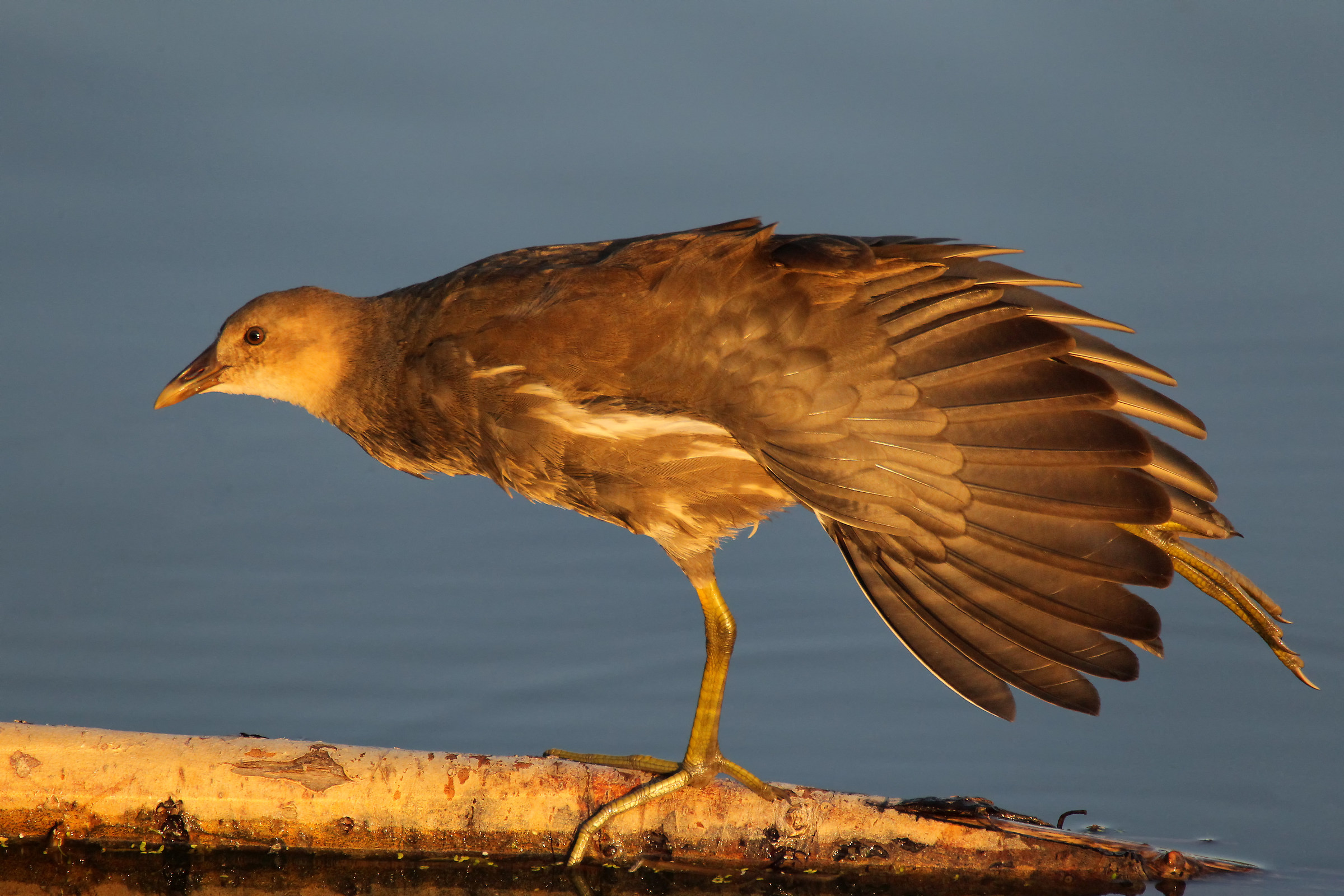 Stretching al tramonto
