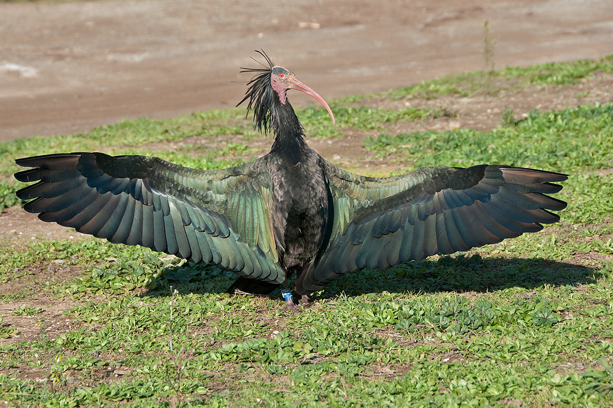 Hermit Ibis in the sun