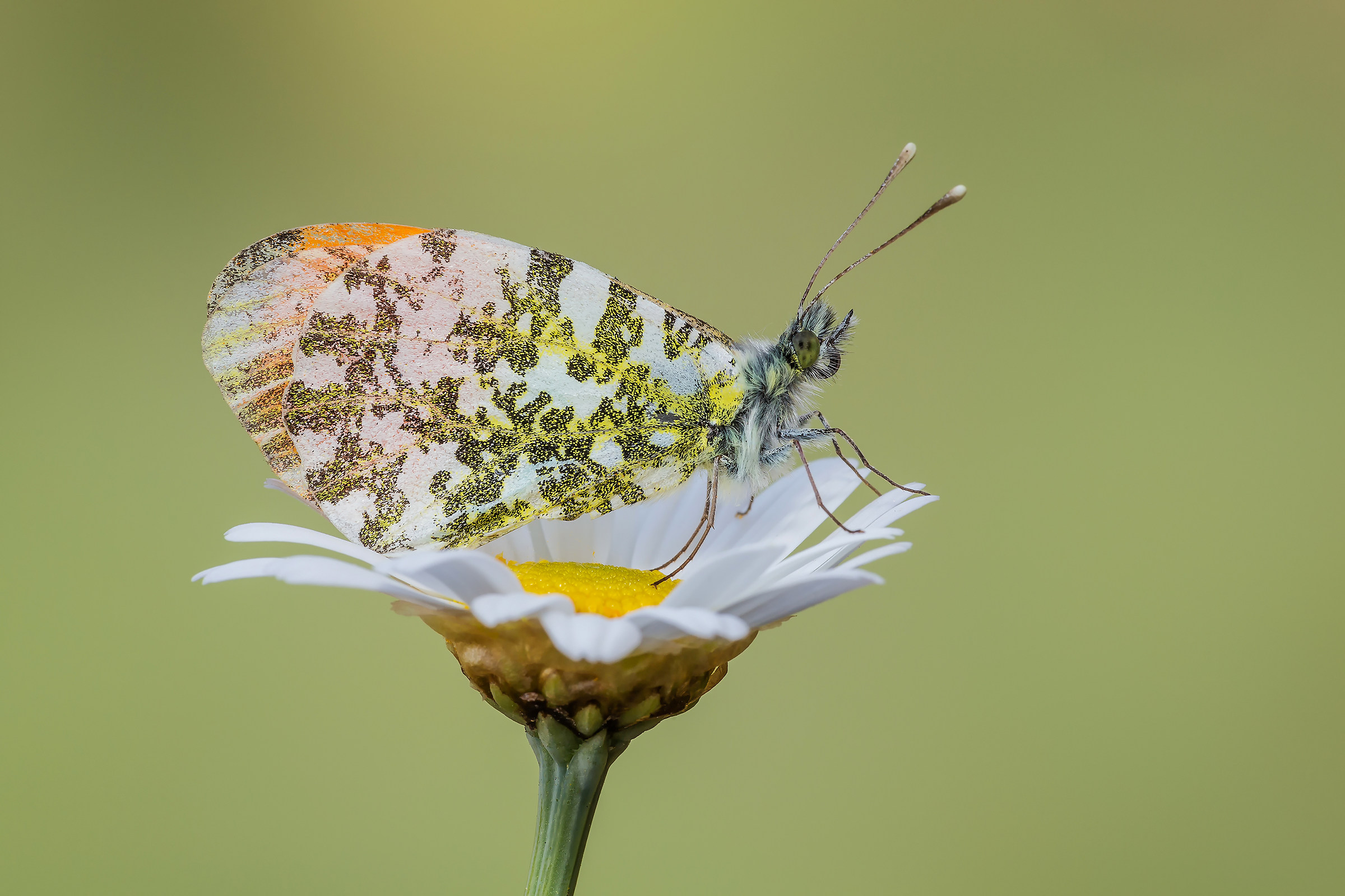 Anthocharis cardamines