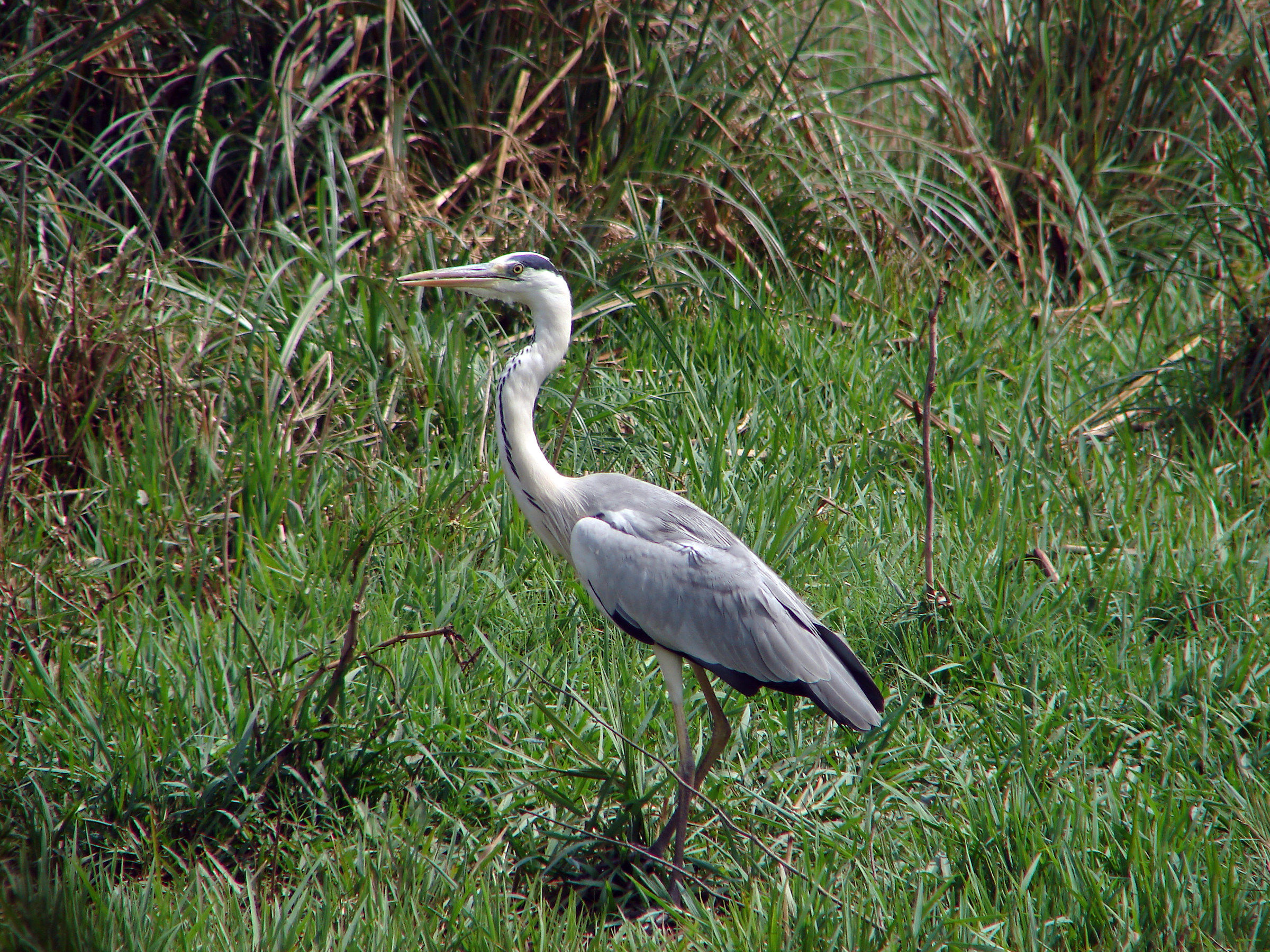 Barapthur: Keoladeo National Park