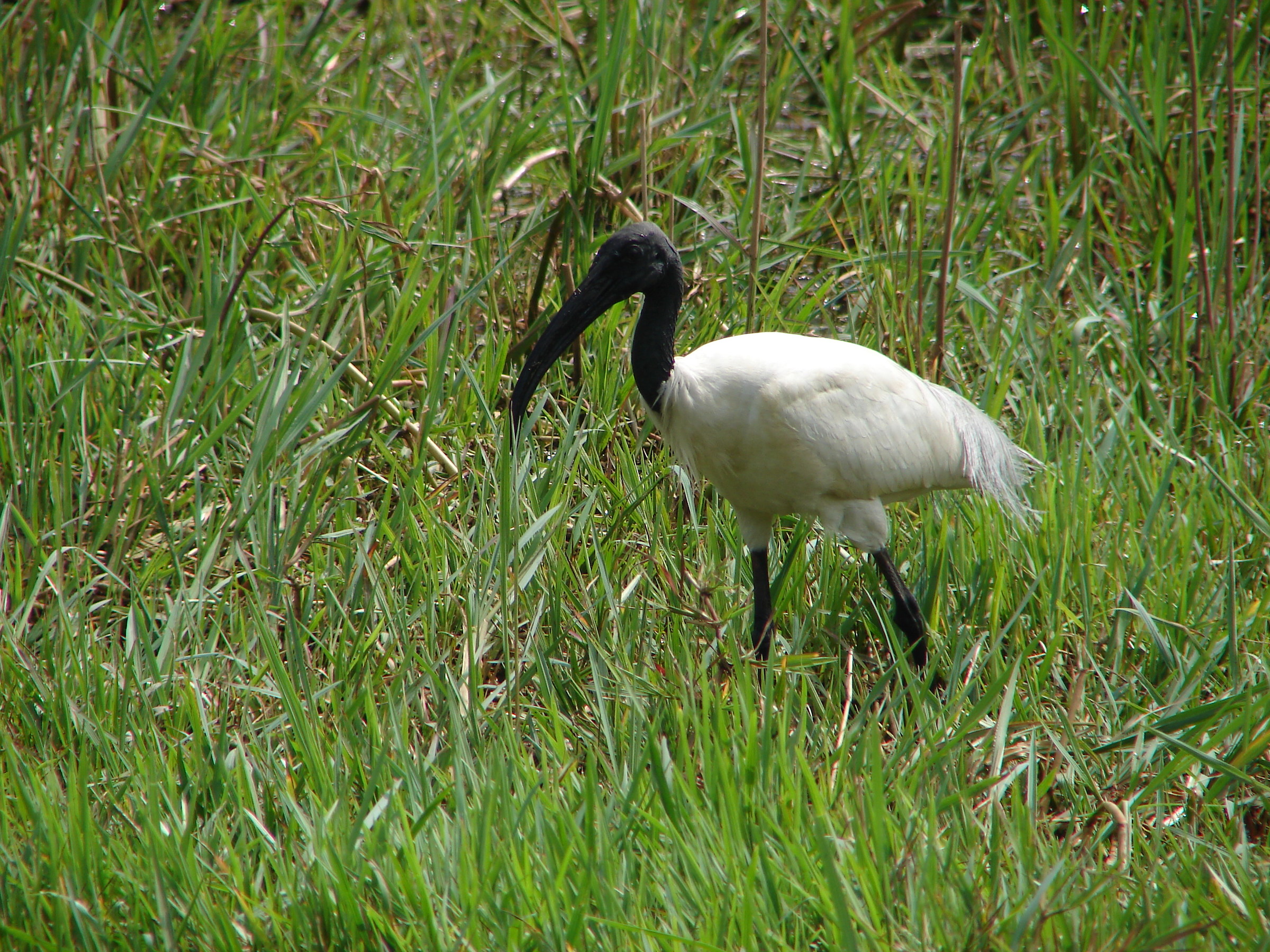 Barapthur: Keoladeo National Park