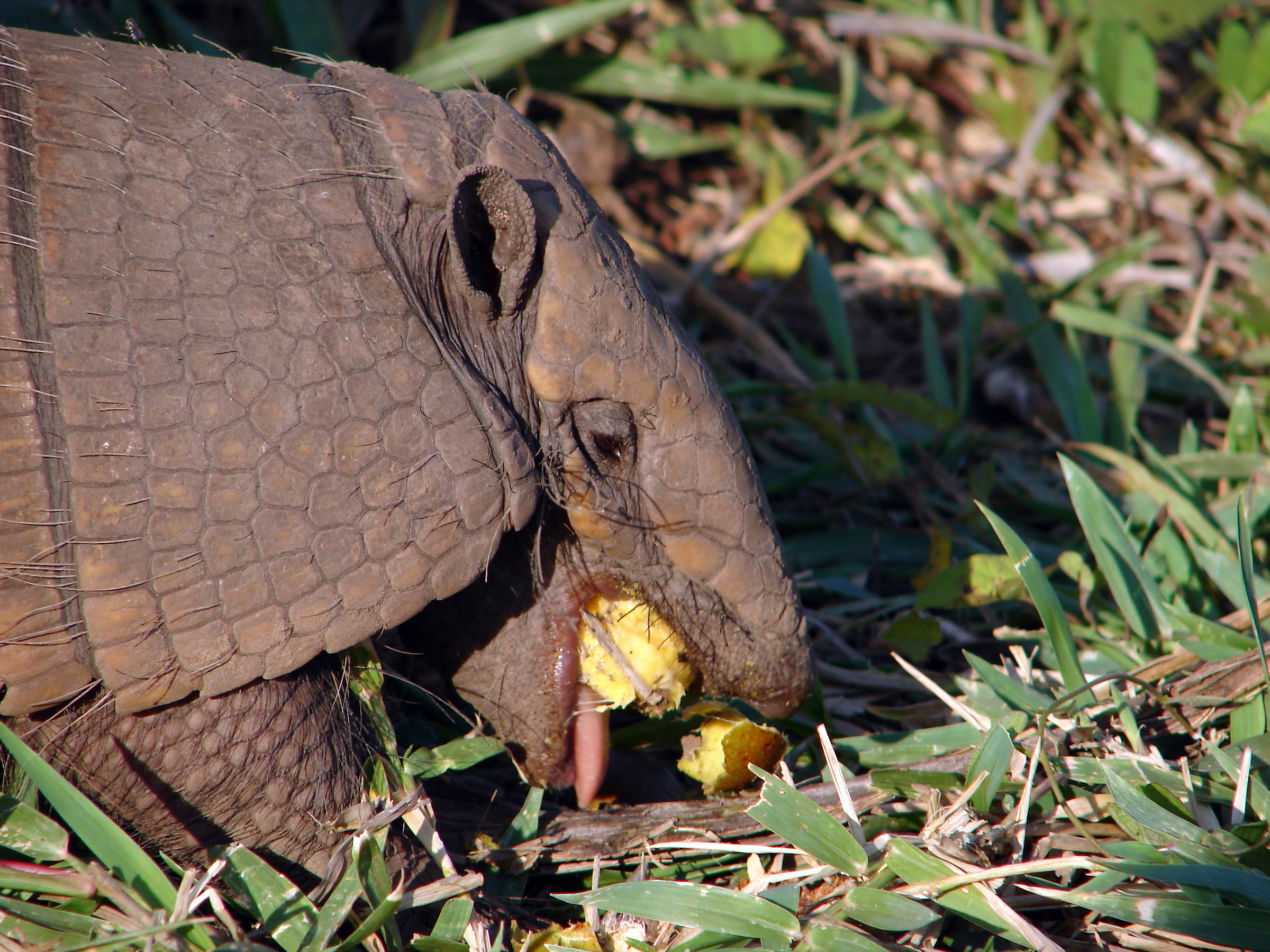 Pantanal: Mato grosso do sul - armadillo