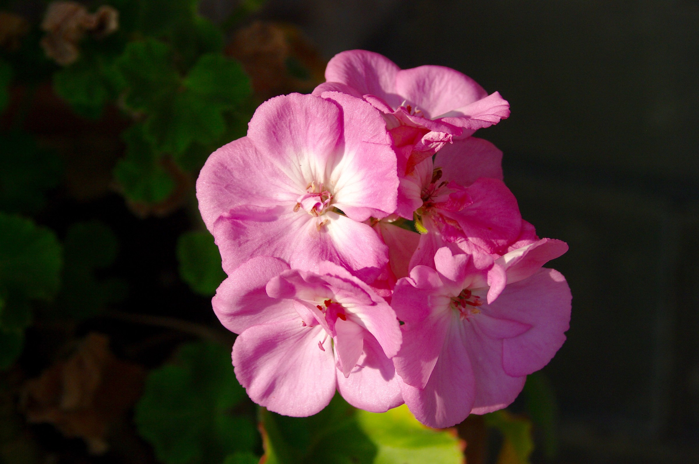 Geraniums