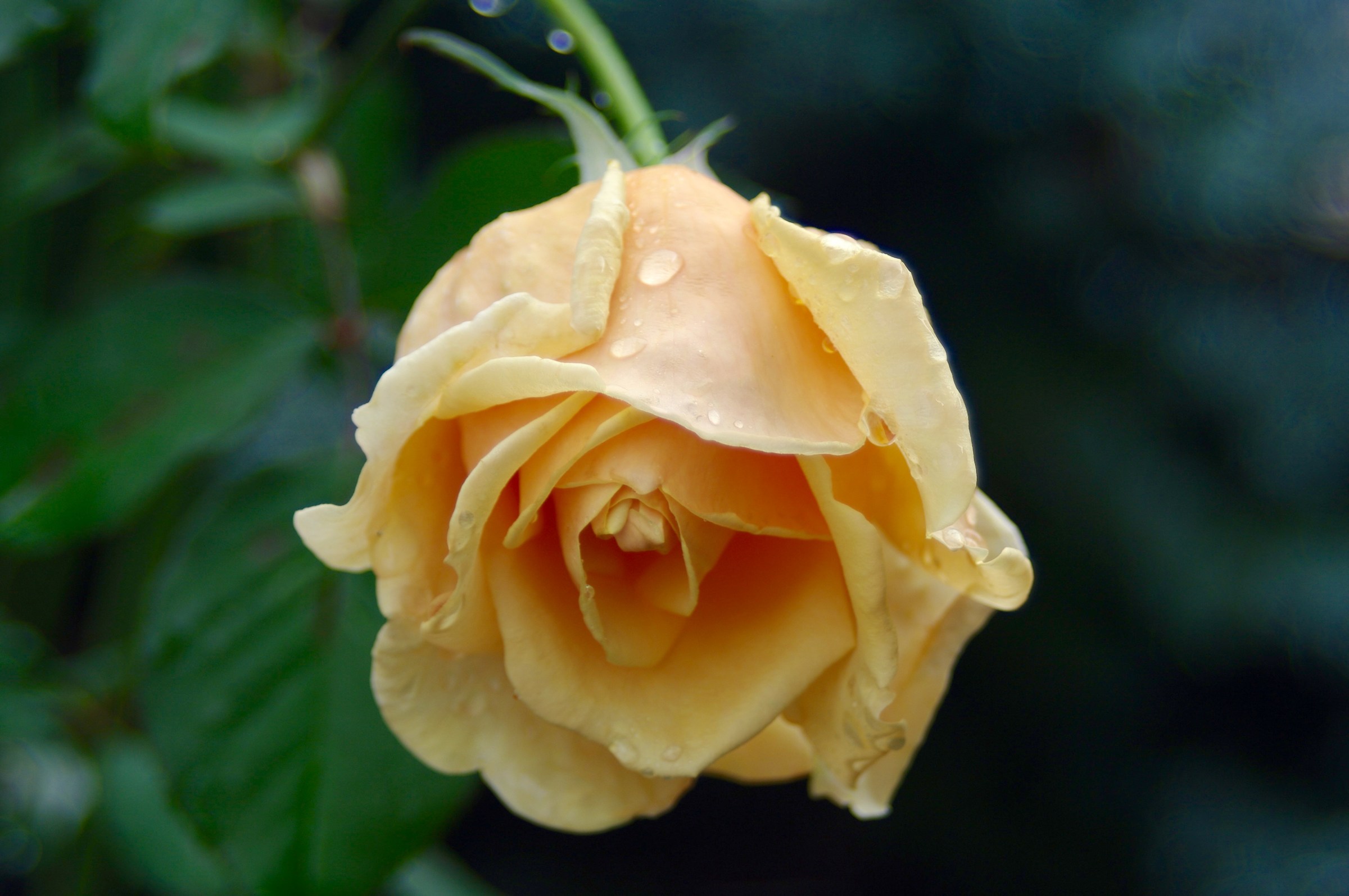 Yellow Rose