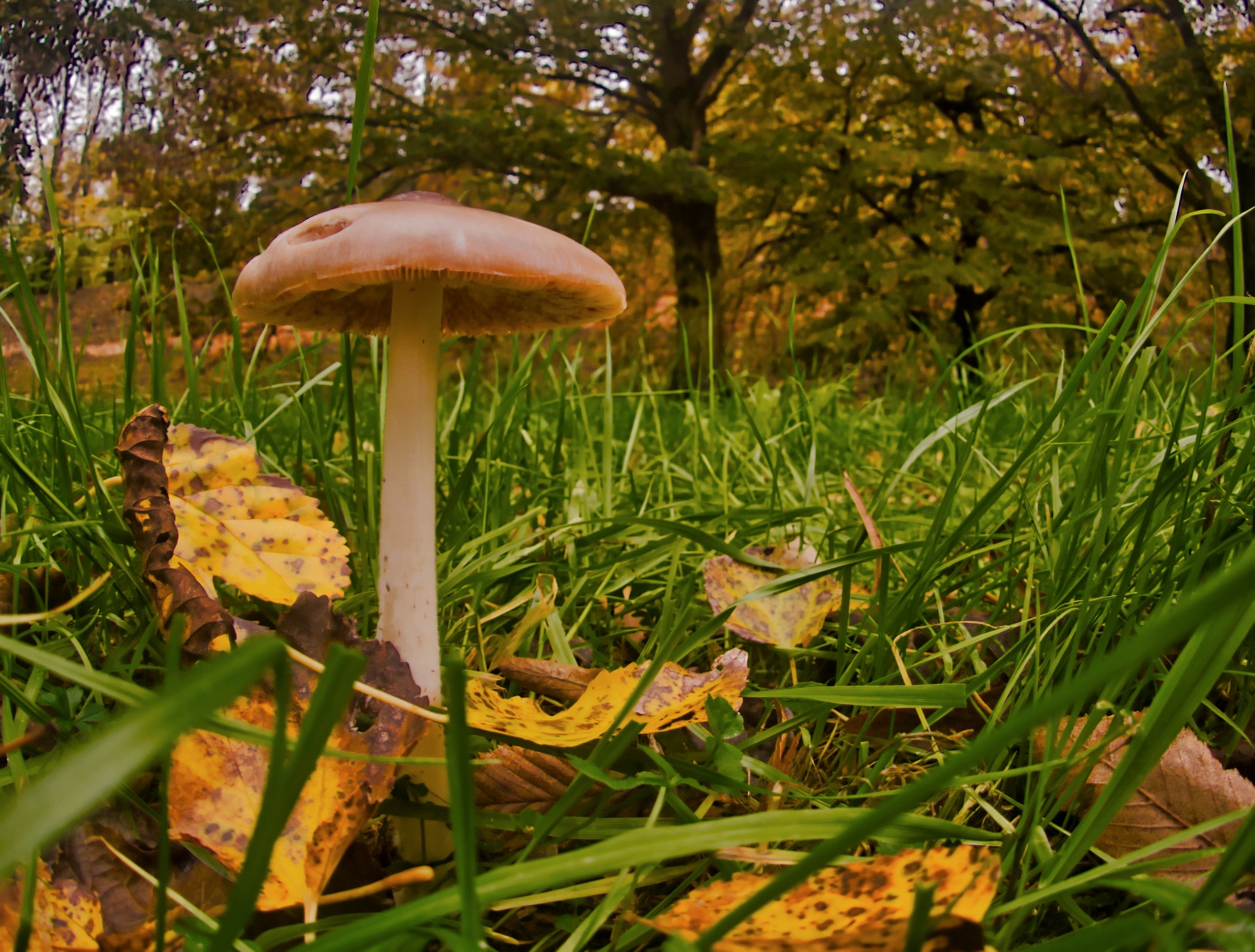 Wallcreeper Mushroom of the Estensi