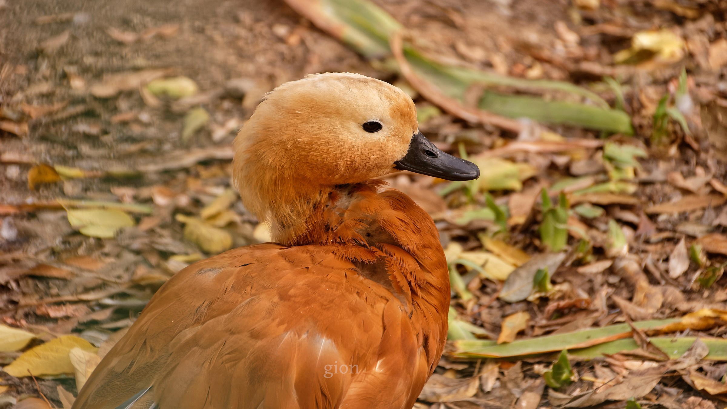 Saturday in the park