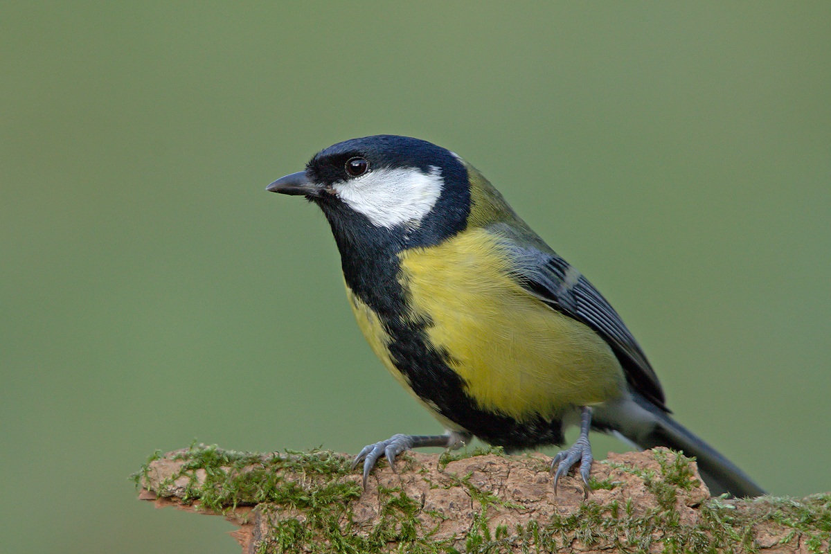 Cinciallegra (Parus major)