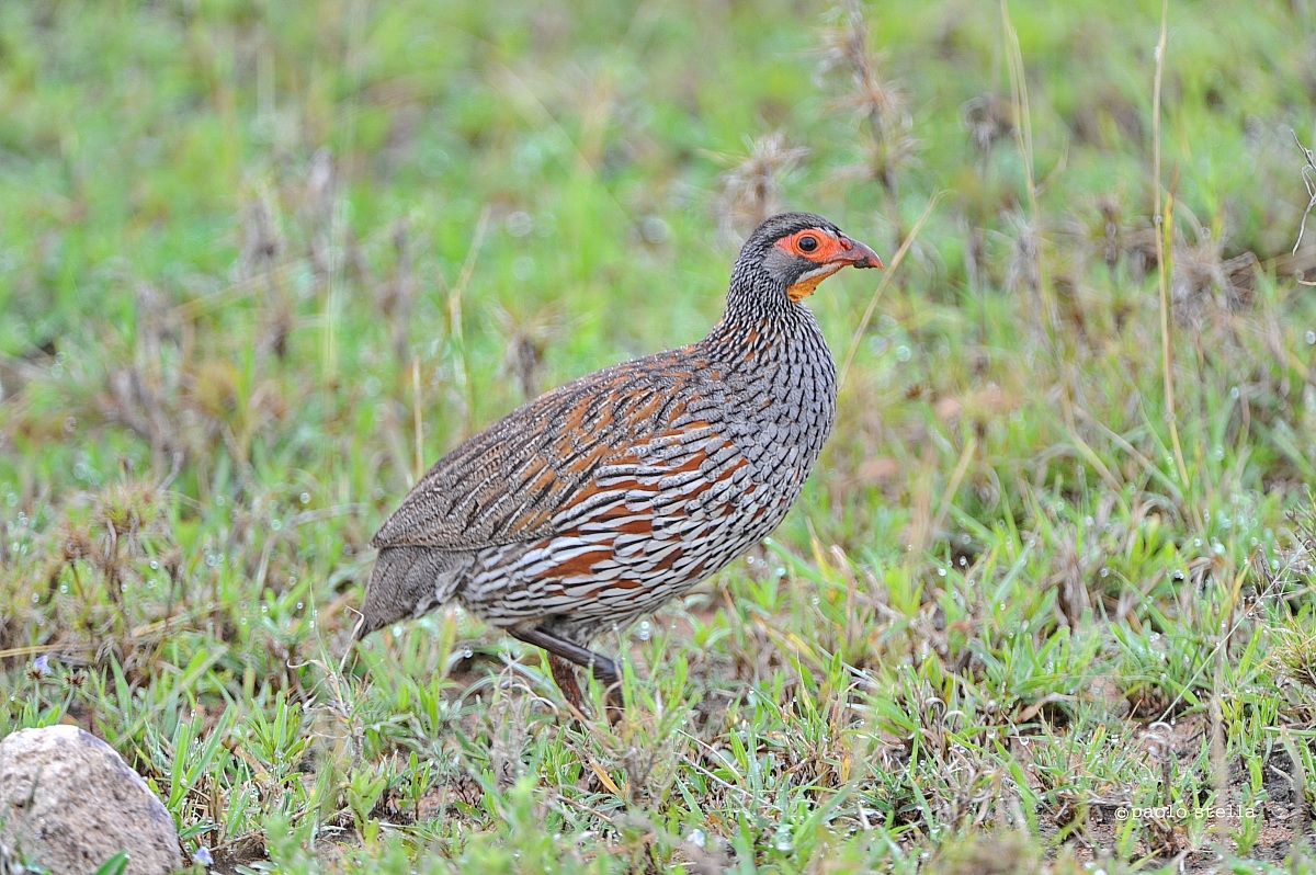 francolin