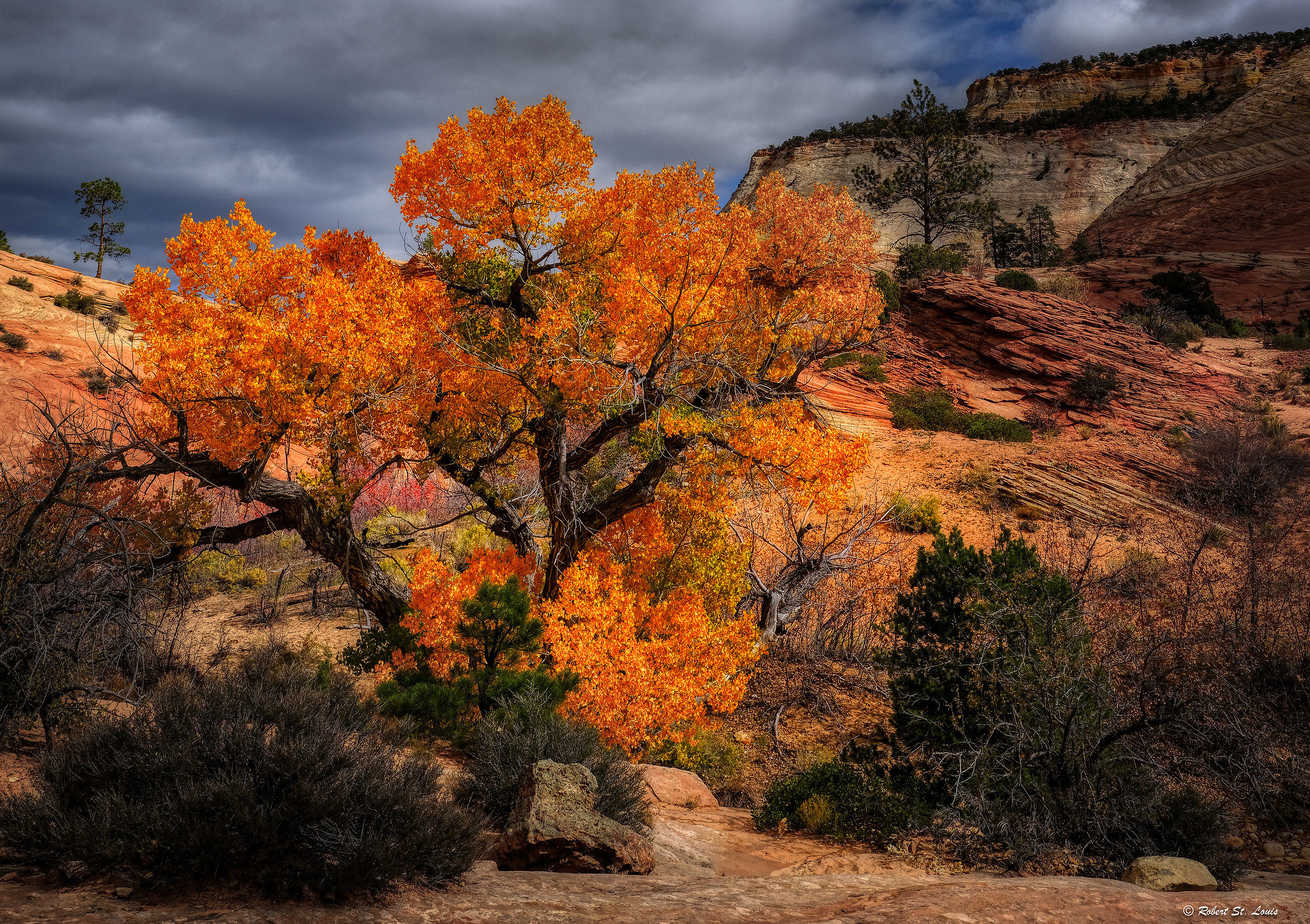 Zion National Part II