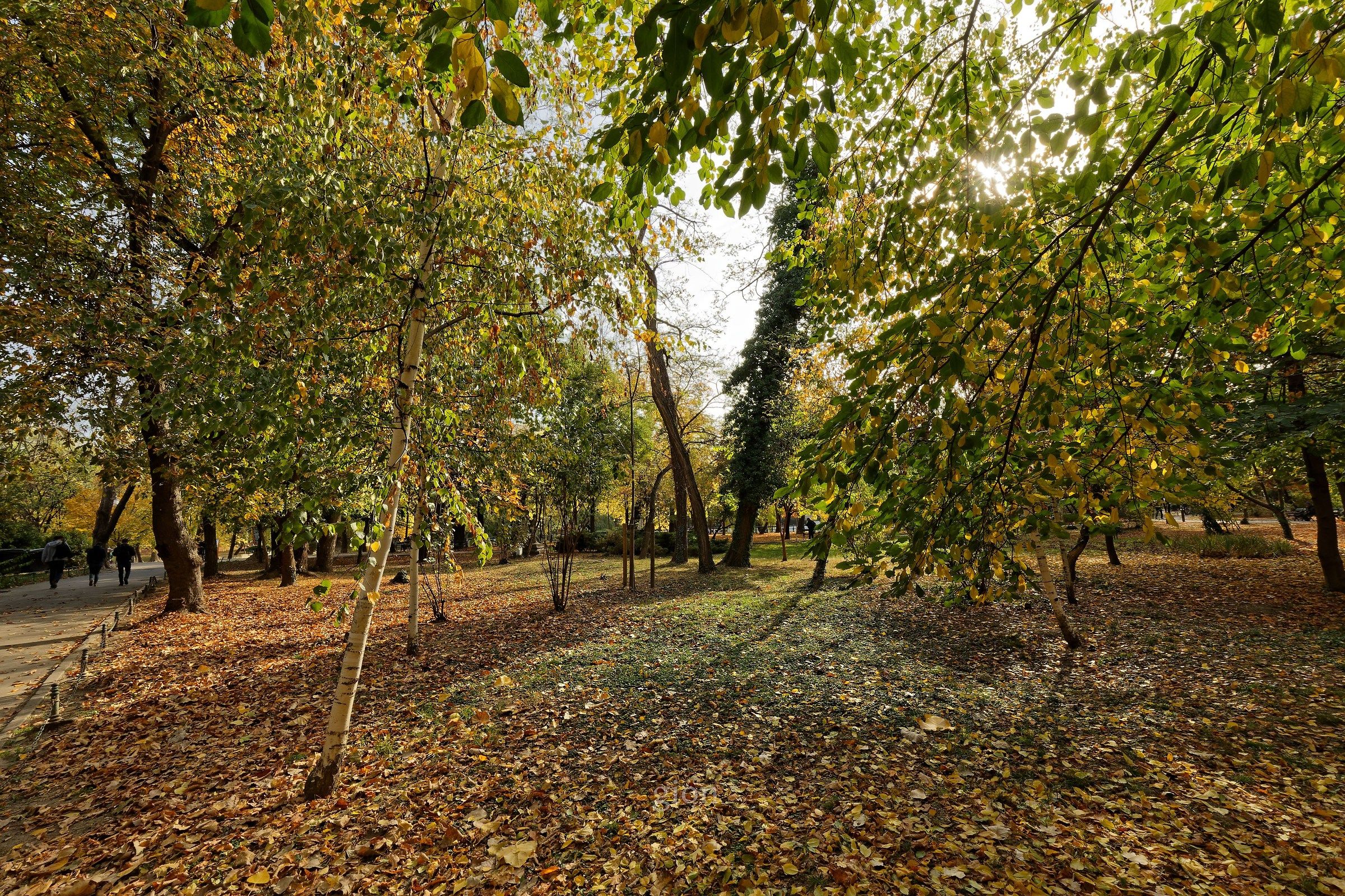 Saturday in the park