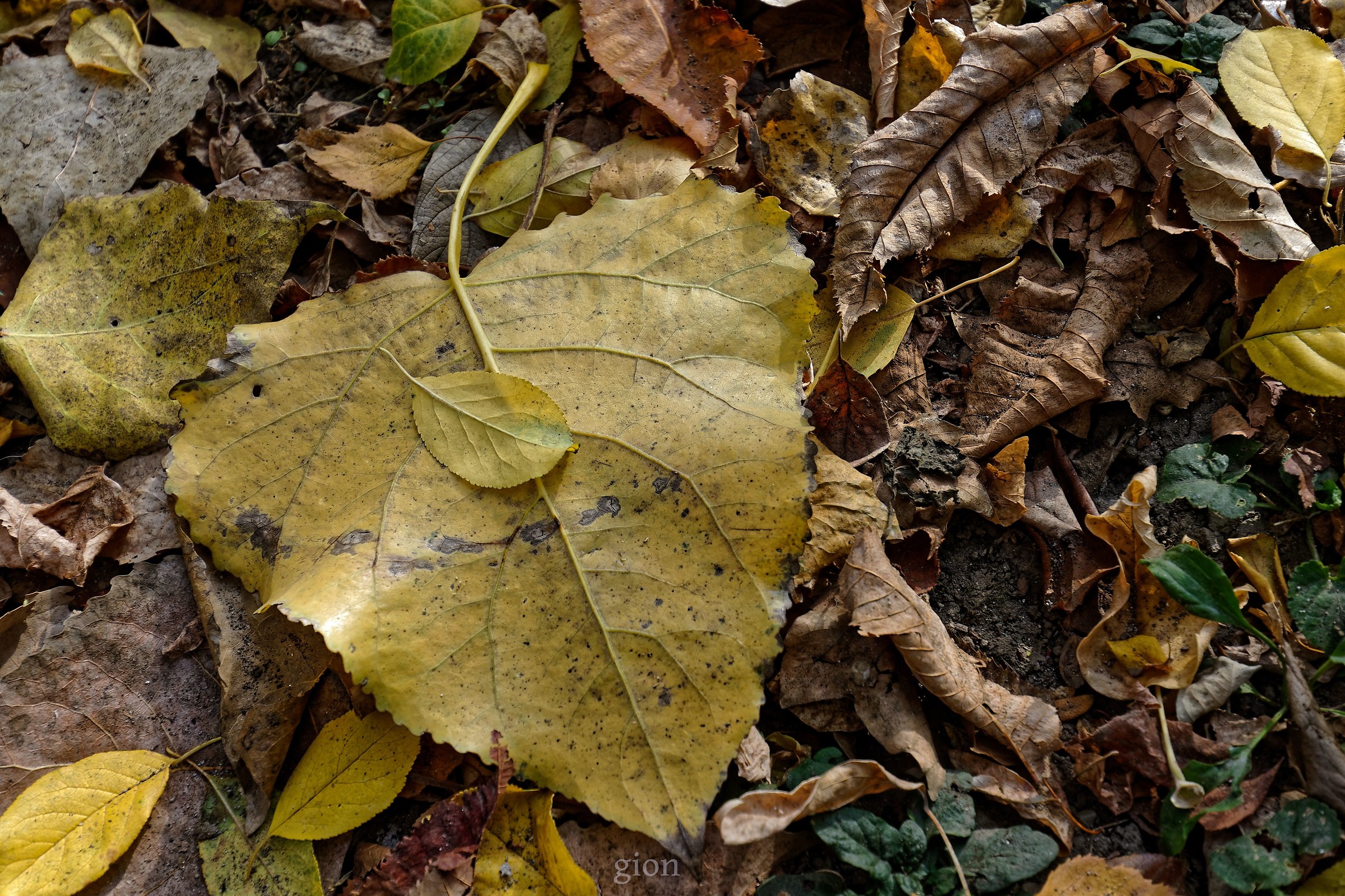 Saturday in the park
