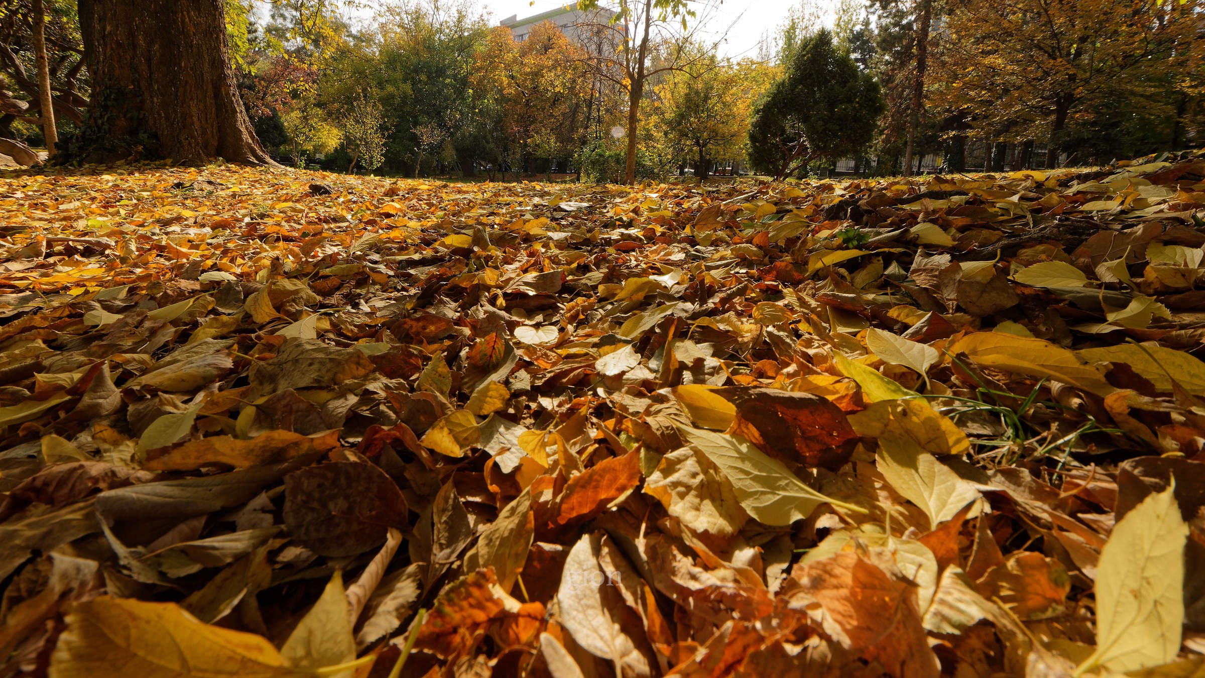 Saturday in the park