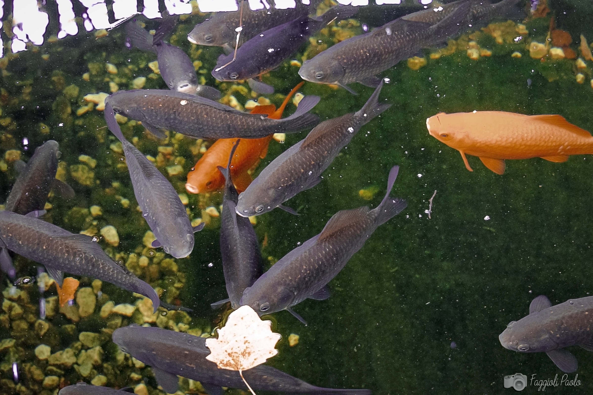 laghetto di pesci rossi e blu