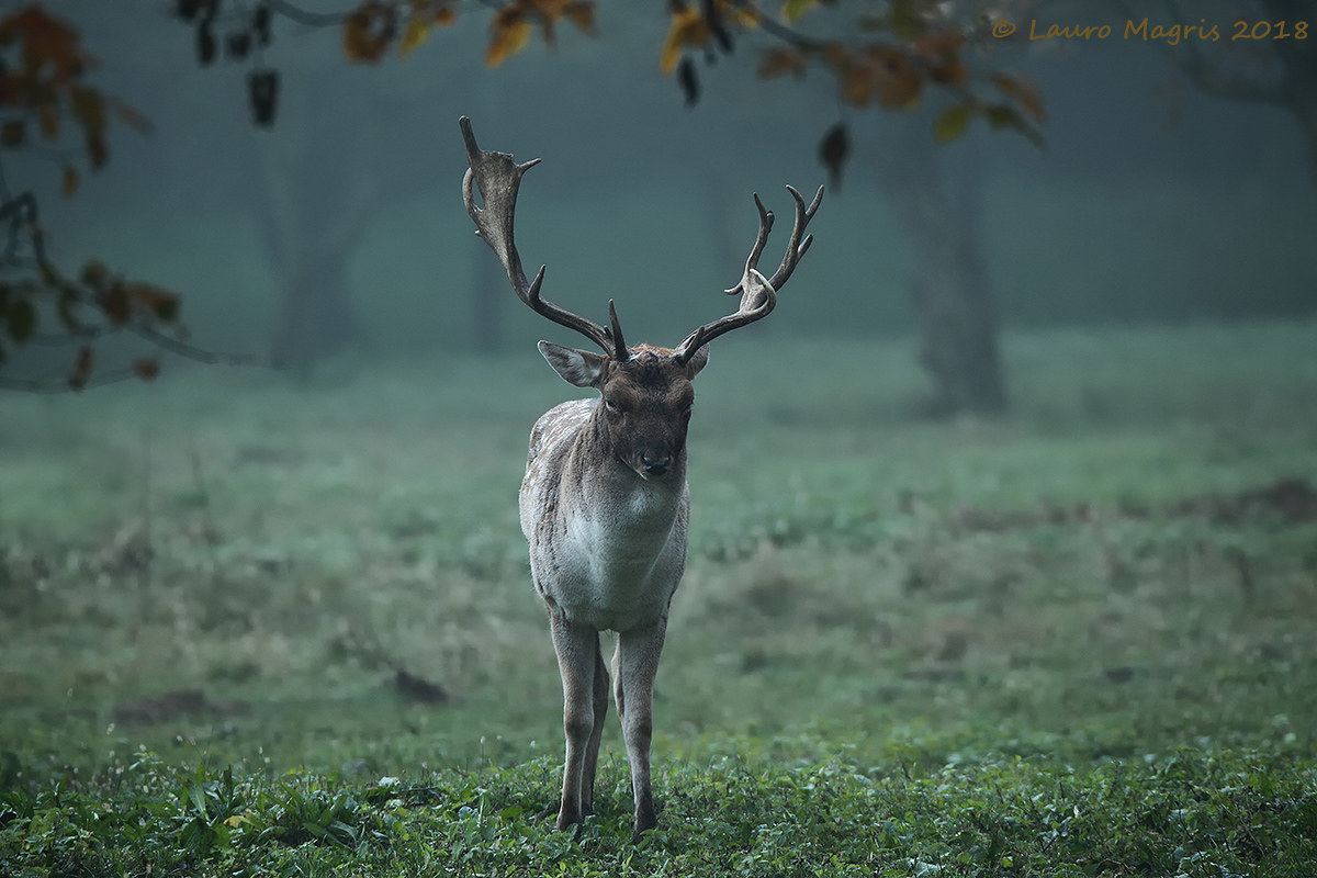 Sguardo intimidatorio