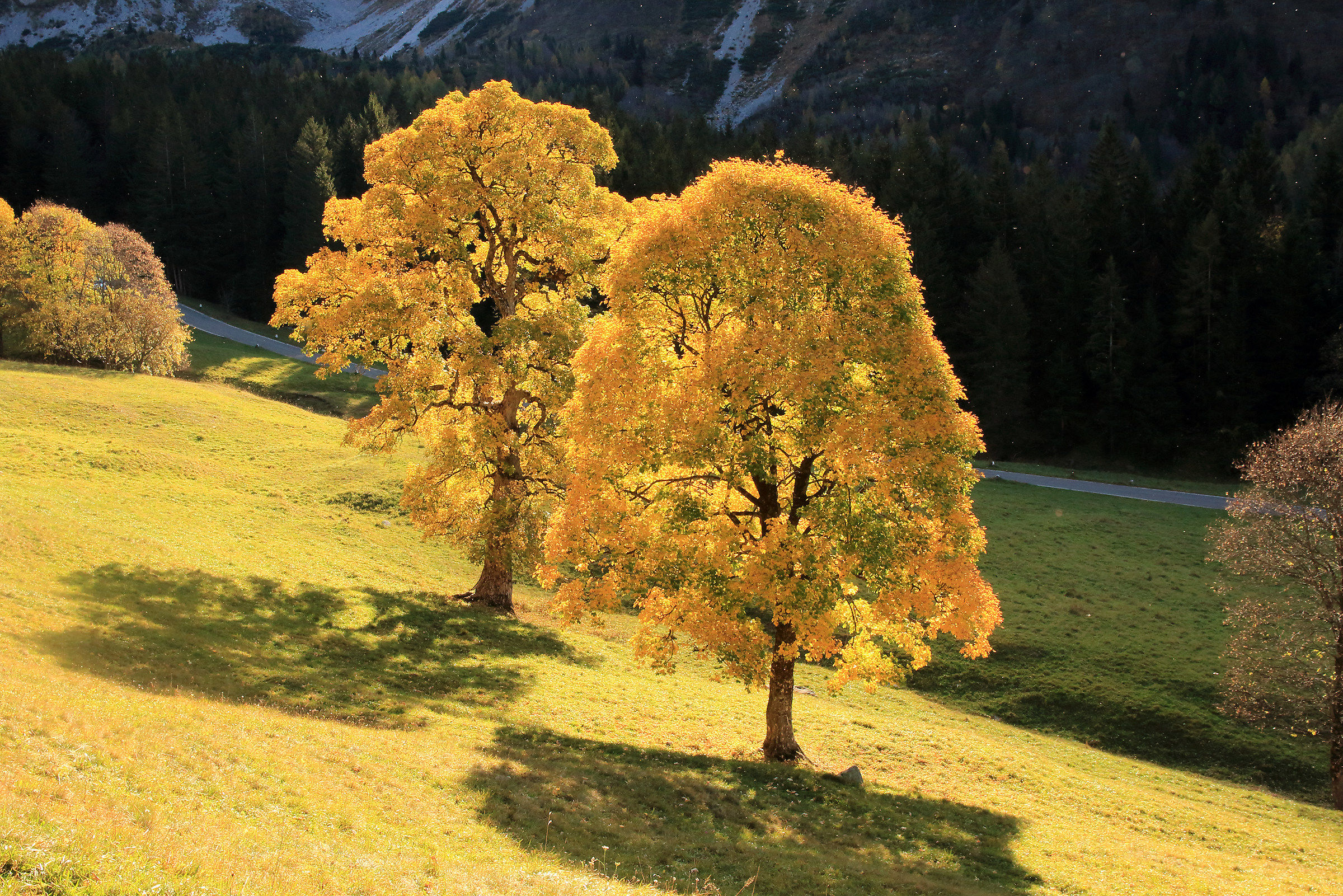 The Maples of the Campelli