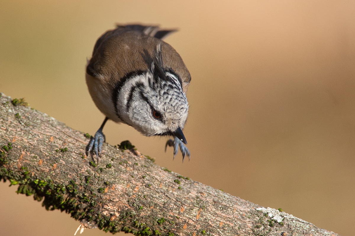Crested Tit