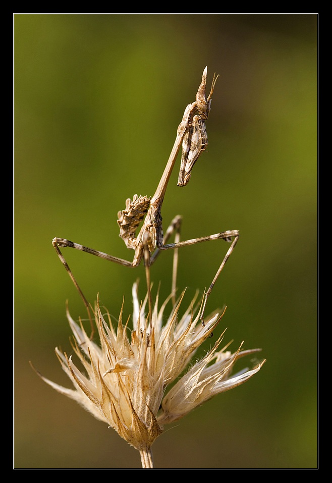 Empusa pennata