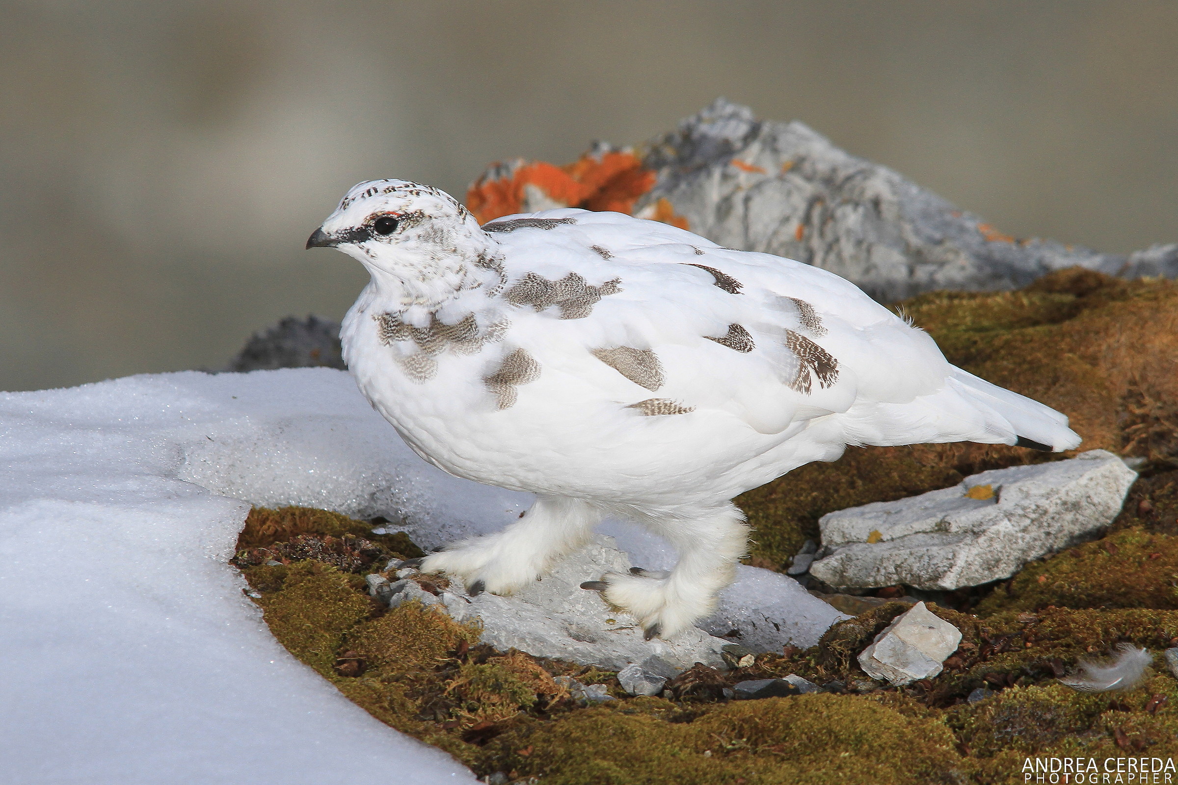Lagopus muta ssp helvetica - Pernice bianca