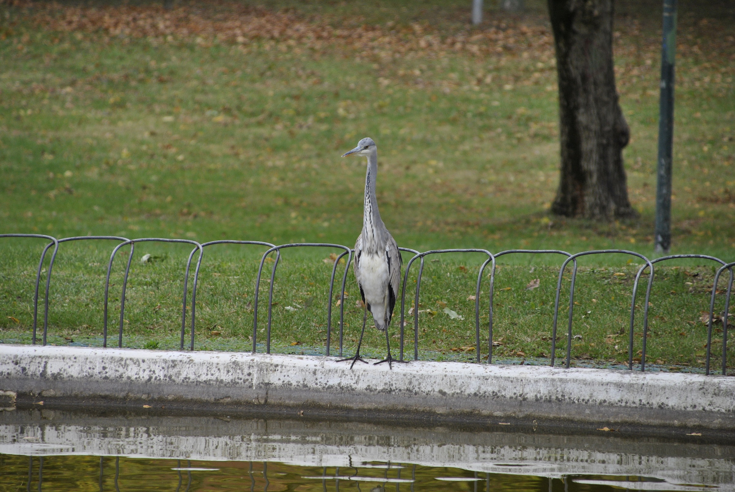 estemporaneo: Airone cinerino