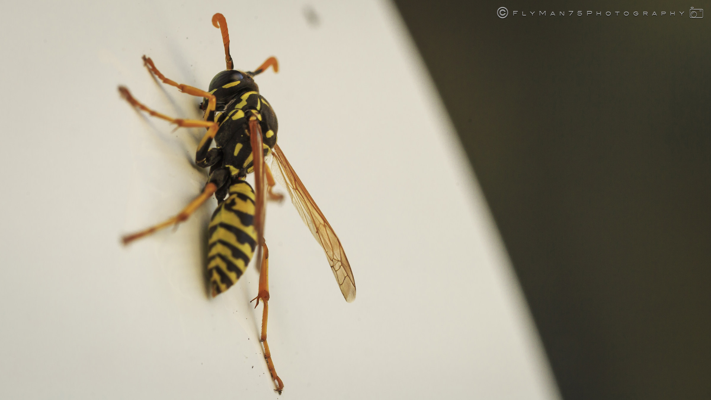 Ape, on the glass, outdoor