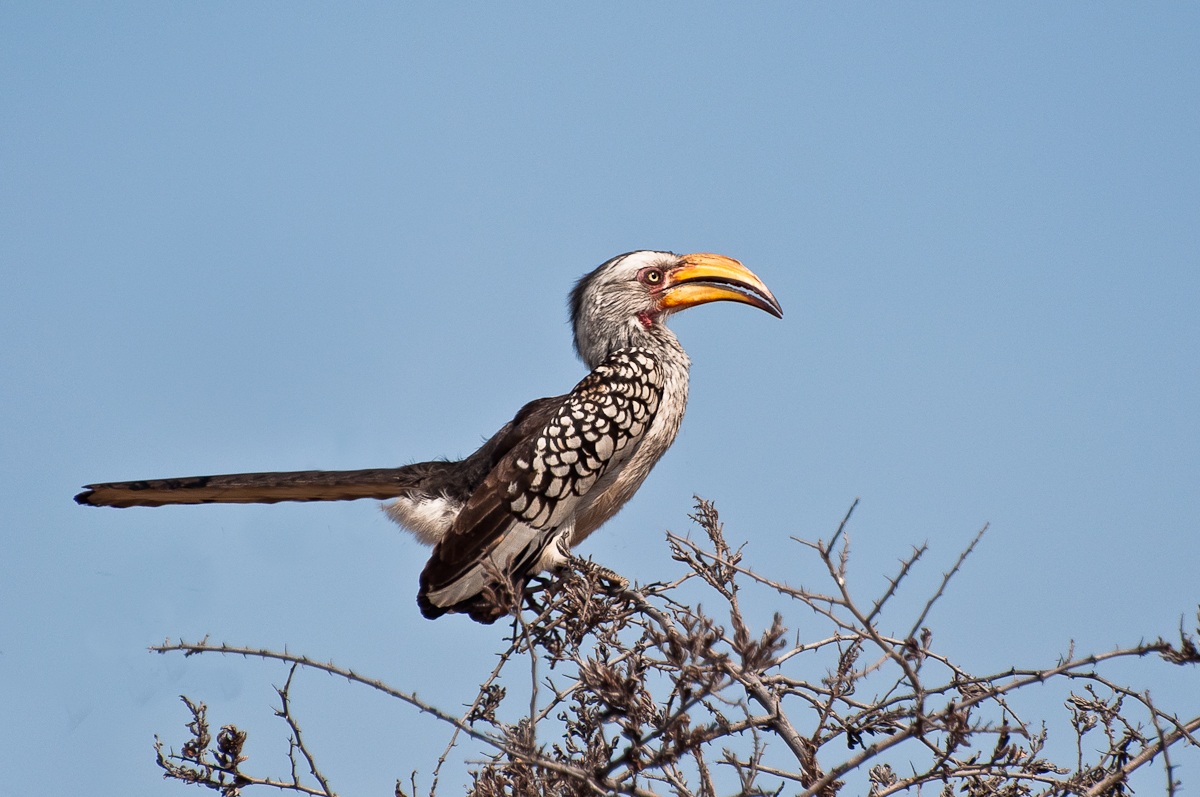 Bucero dal becco giallo - Namibia