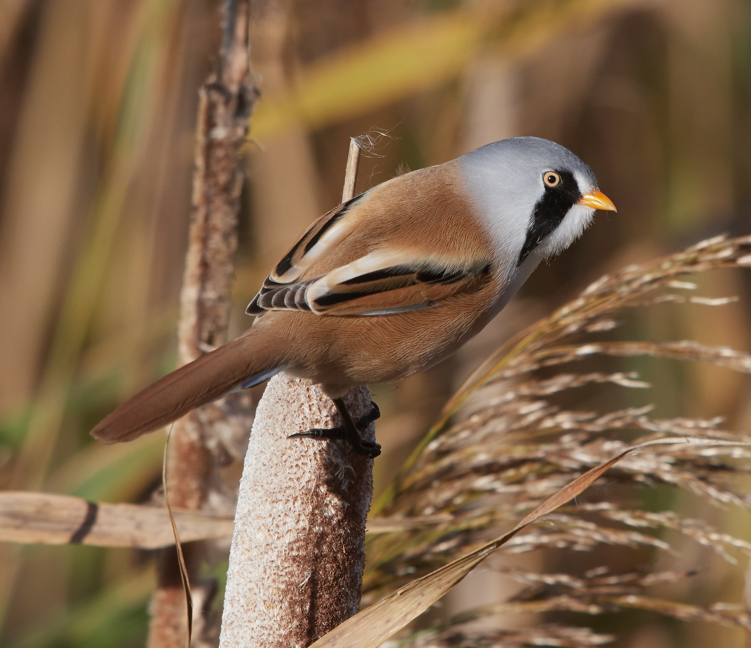 Maschio barbuto del tit
