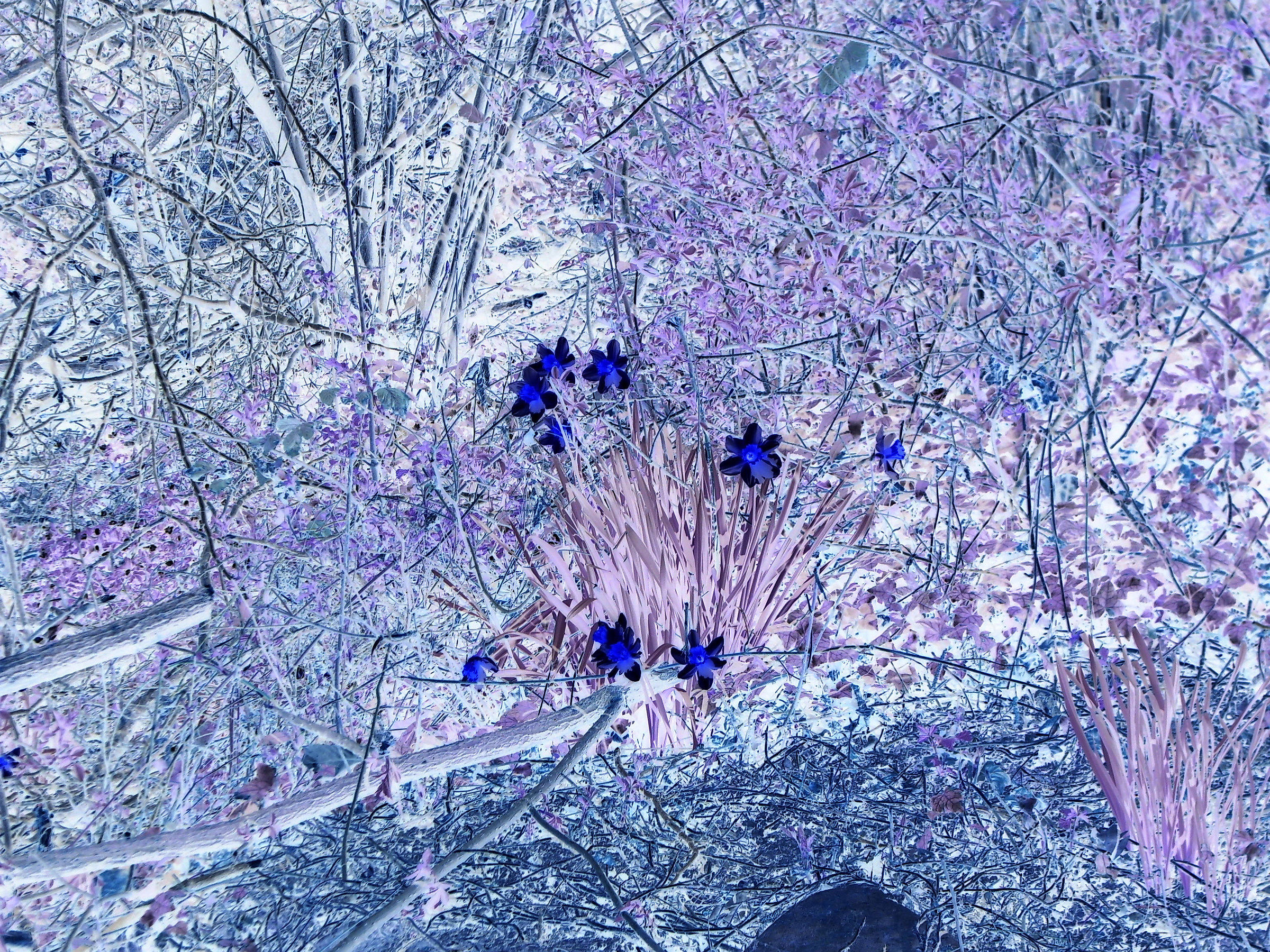 Narcissis In Negative