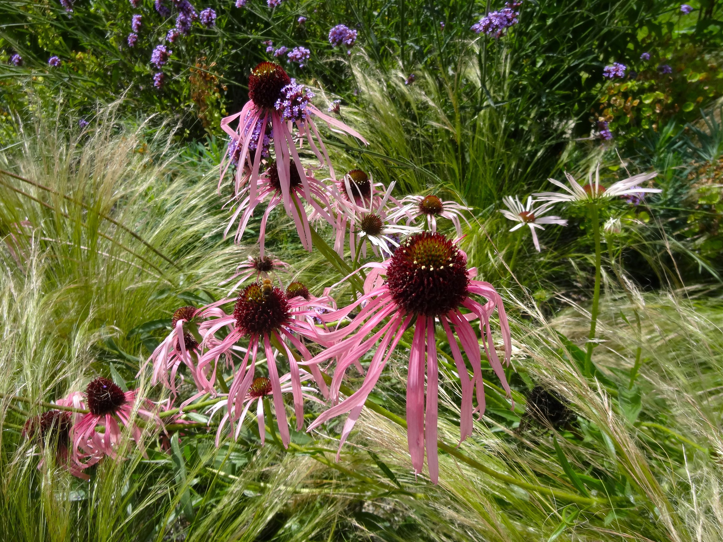 Jellyfish? or flowers?