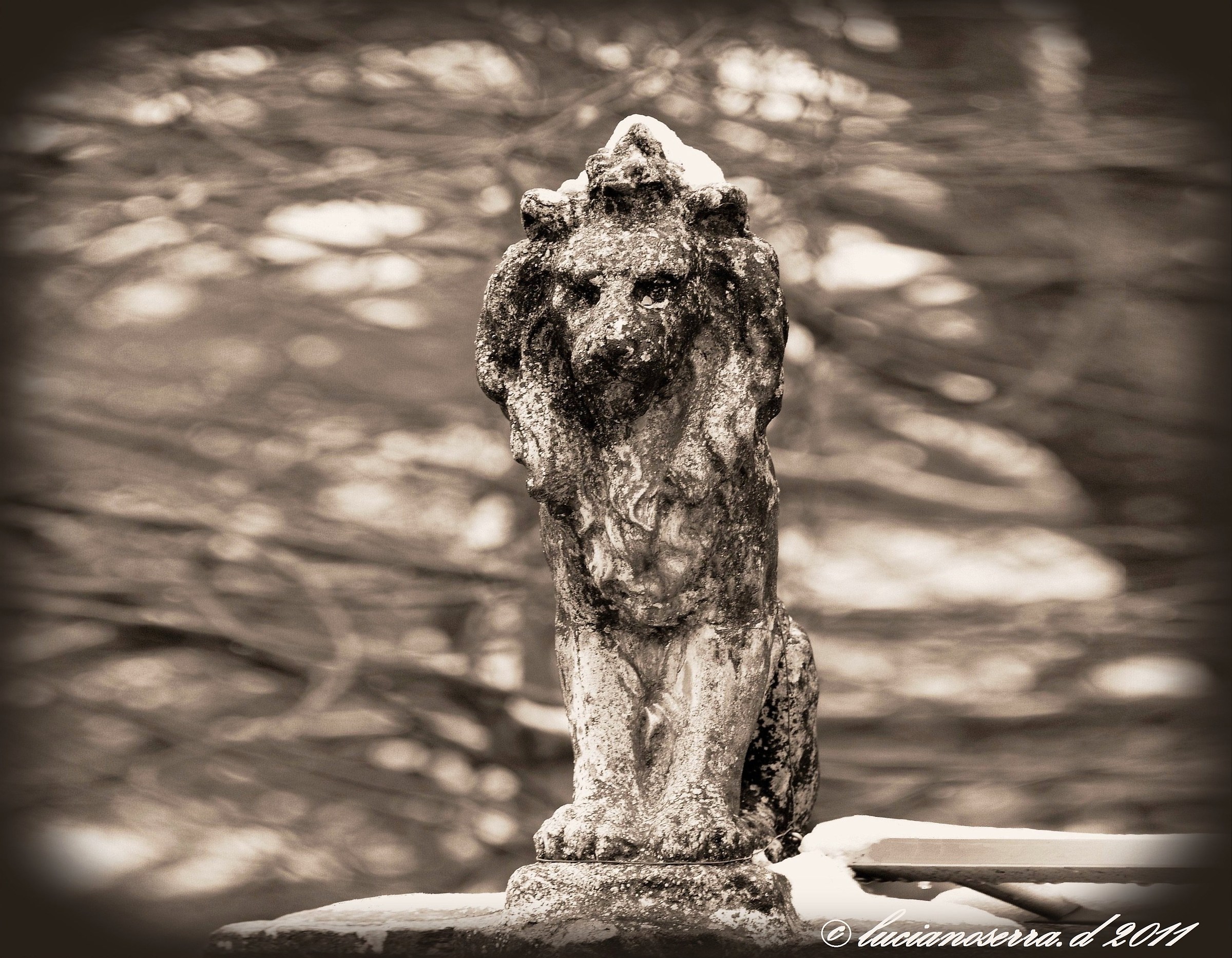 Un vecchio leone, in inverno... a Grizzana Morandi (Bo)