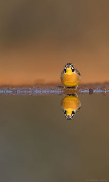 Emberiza flaviventris