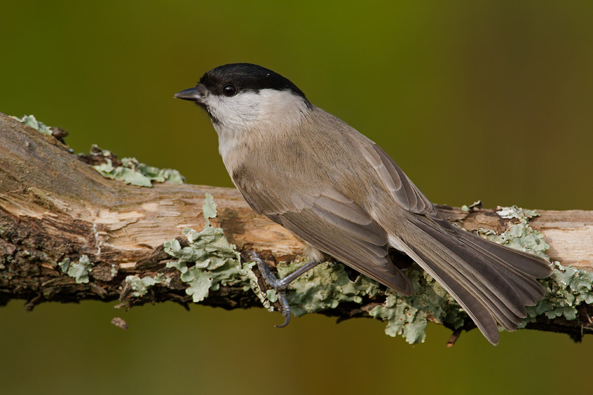 Marsh Tit