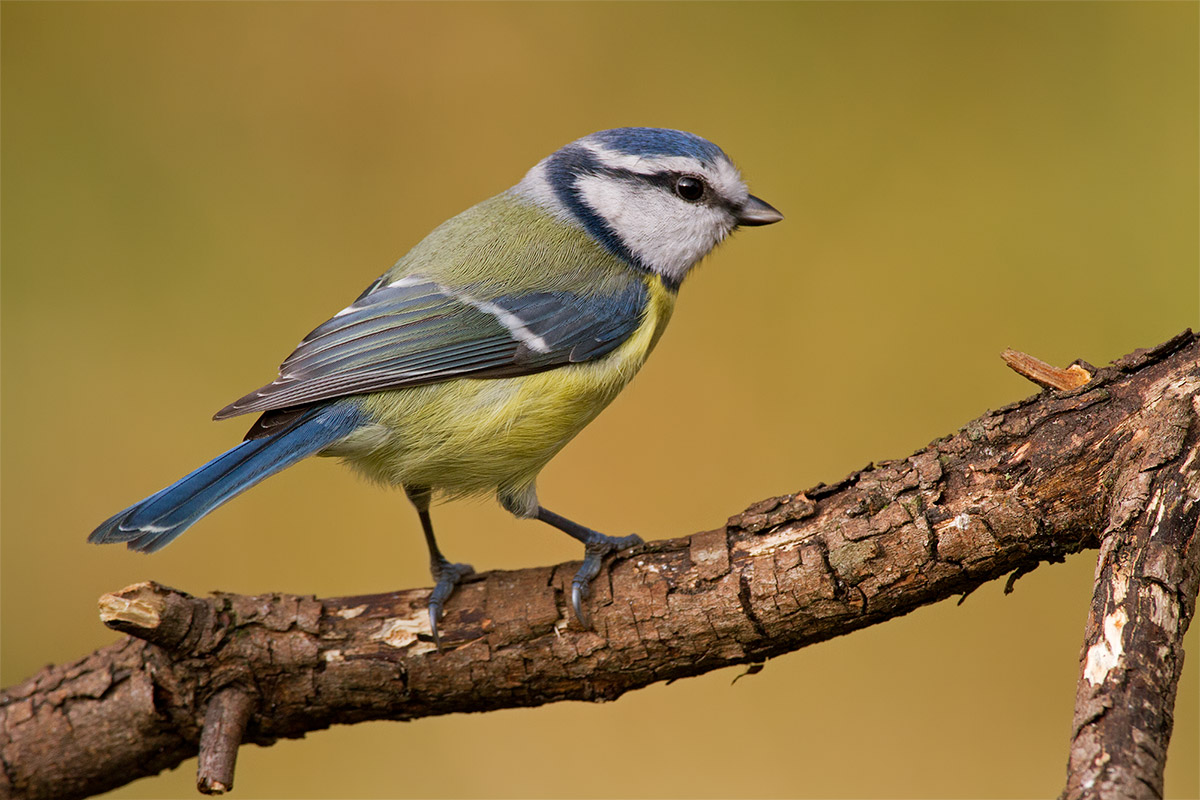 Blue Tit