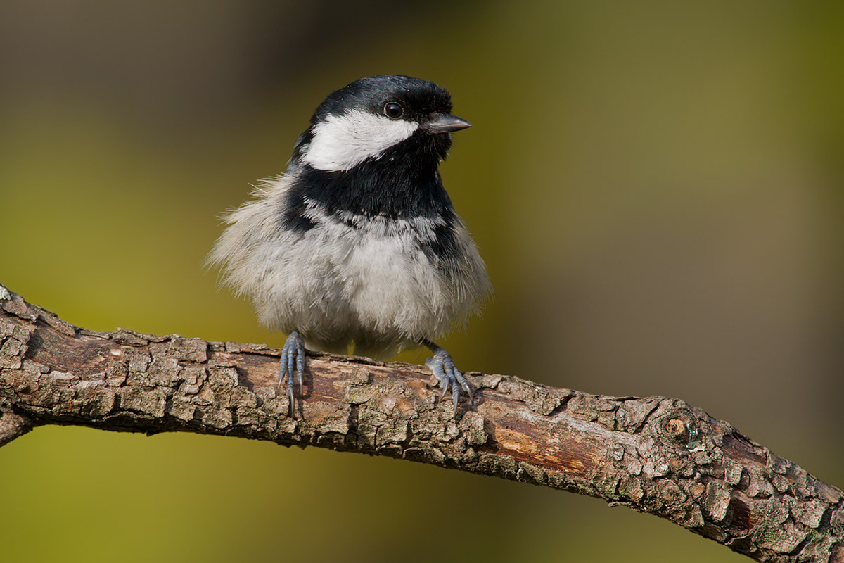 Coal Tit