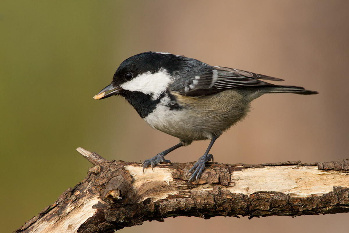 Coal Tit